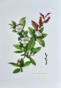 BOTANICAL PRINT