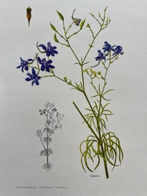 BOTANICAL PRINT