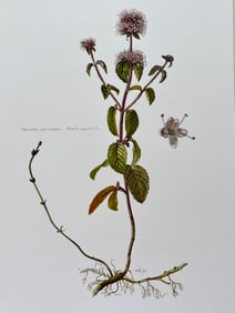 BOTANICAL PRINT