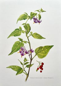 BOTANICAL PRINT