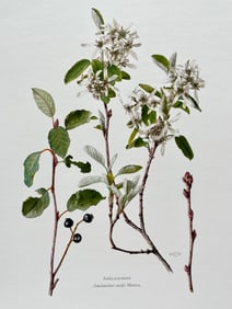 BOTANICAL PRINT