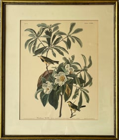 VINTAGE AUDUBON PRINT BACHMAN'S WARBLER FRAMED