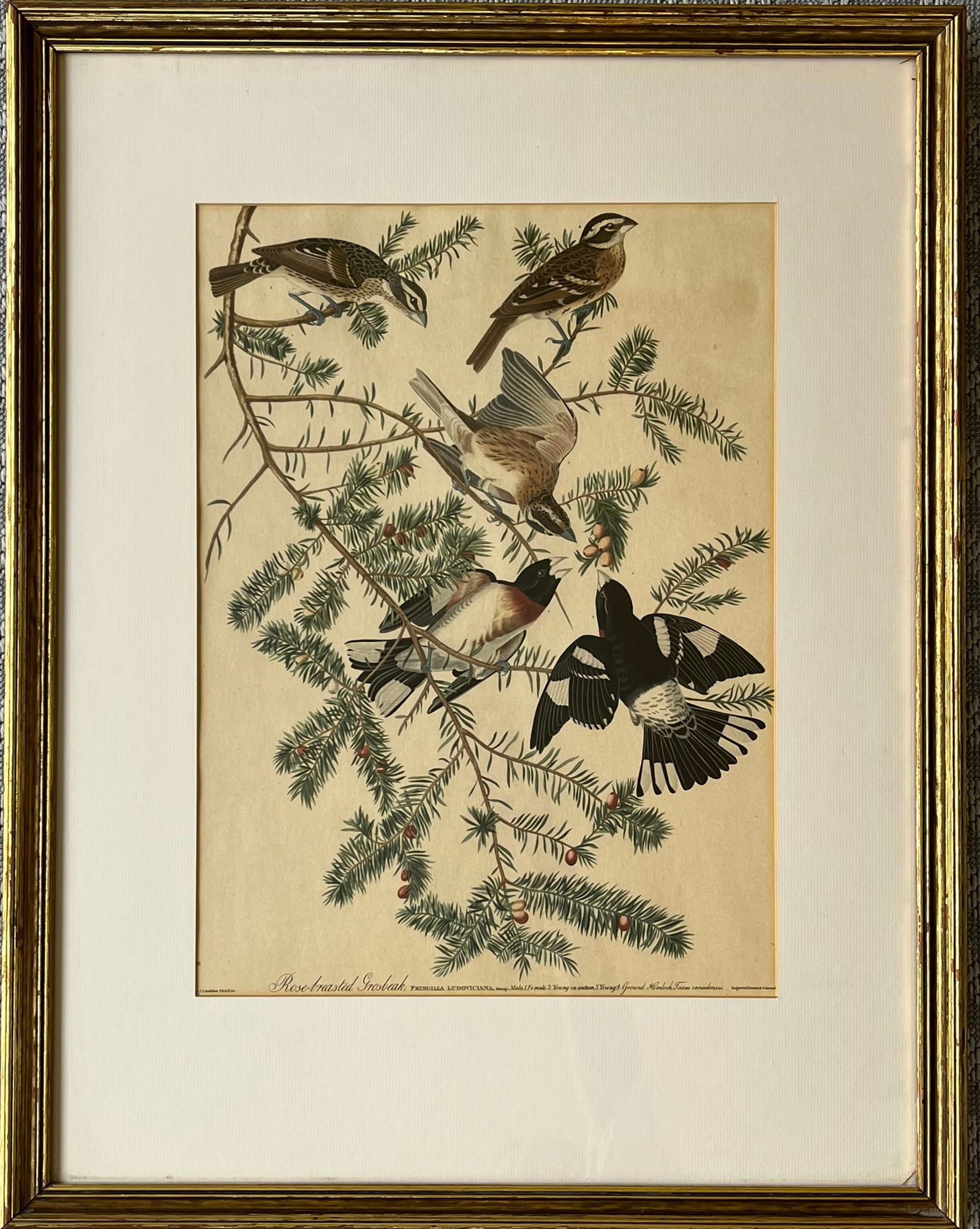 VINTAGE AUDUBON PRINT ROSE BREASTED GROSBEAK FRAMED: VINTAGE AUDUBON PRINT TOTAL FRAME SIZE: 21.5 X 28 INCHES APPROX. SHIPPING IN THE U.S VIA USPS PRIORITY MAIL $30