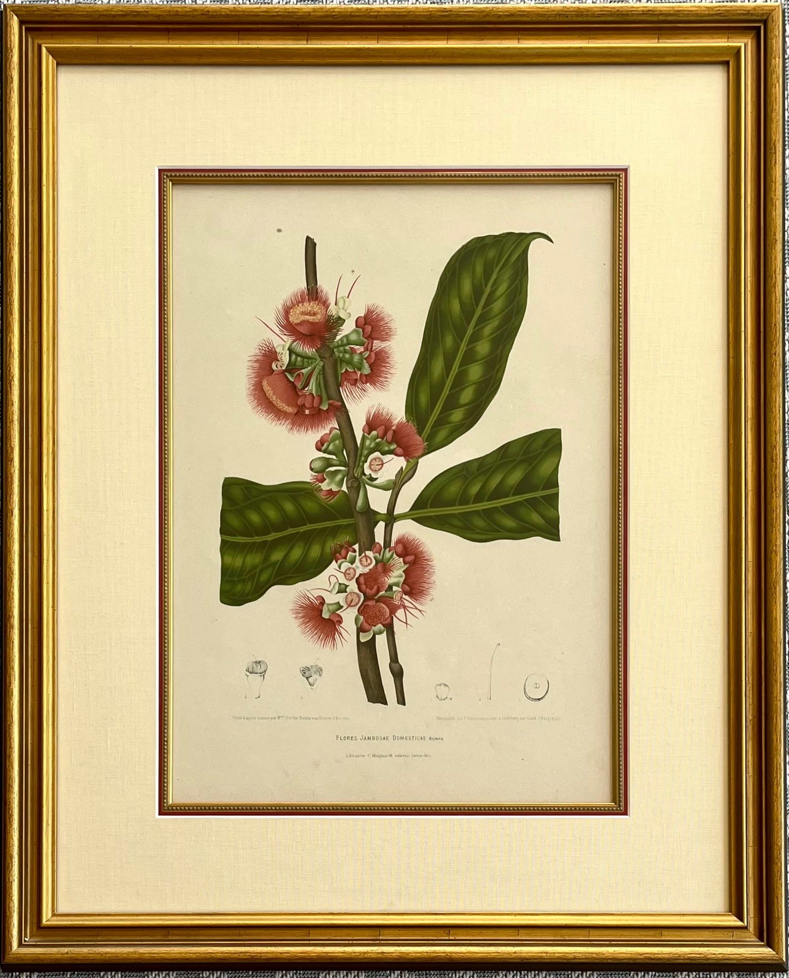 Berthe Hoola van Nooten Flores Jambosae Domesticae Botanical print: Berthe Hoola van Nooten Flores Jambosa Domestica , Brussels: C. Muquardt, [circa 1863-1885]. Chromolithograph, by P.Depannemaeker. Total Frame Size: 26 x 32 Inches Approx. Shipping in the U.S via