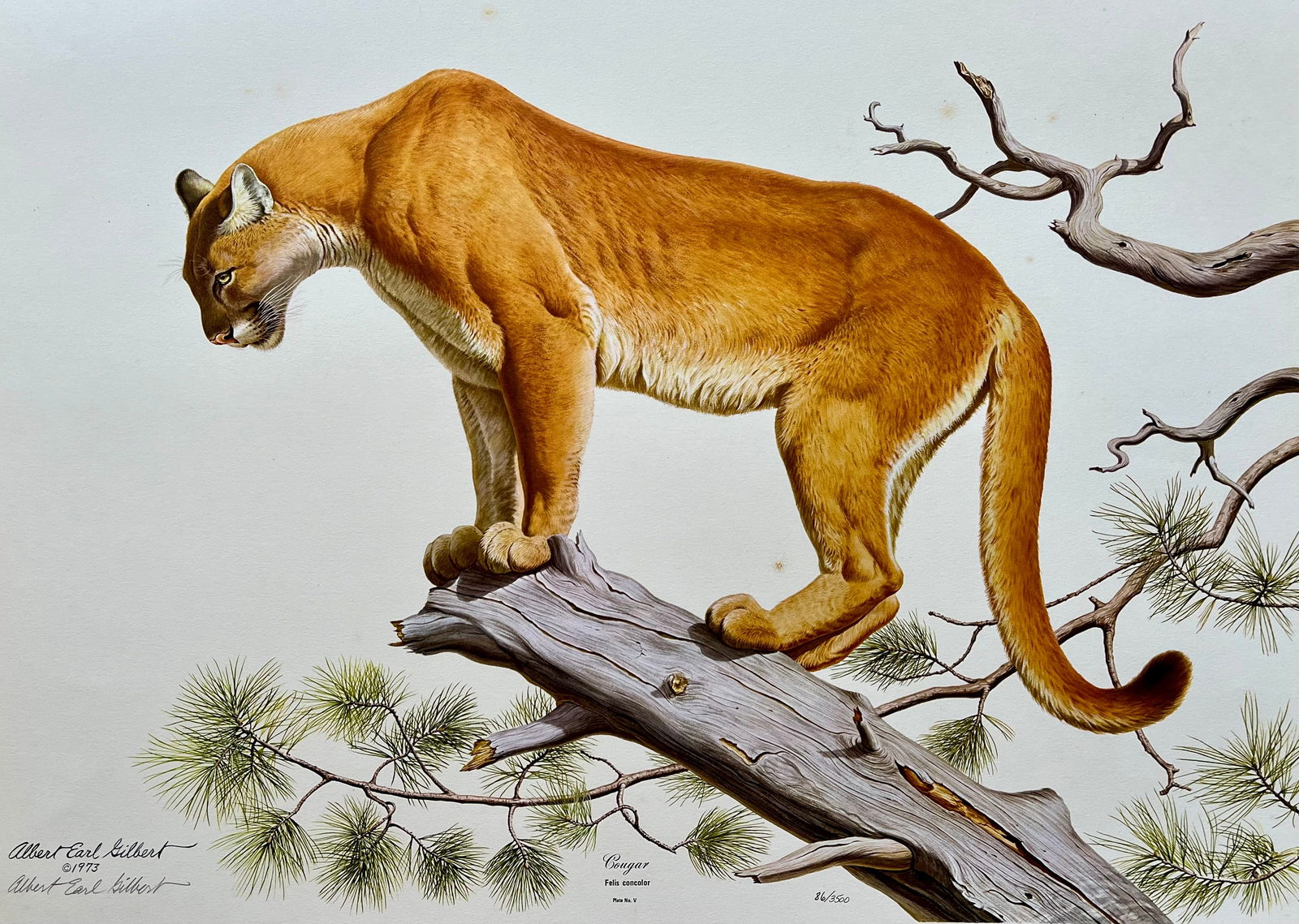 VINTAGE ALBERT EARL GILBERT SIGNED PRINT "COUGAR": PENCIL SIGNED AND NUMBERED VINTAGE PRINT. WATERMARK. SIZE: 20X24 INCHES. UNFRAMED. SHIPPING IN THE U.S VIA USPS PRIORITY MAIL $25