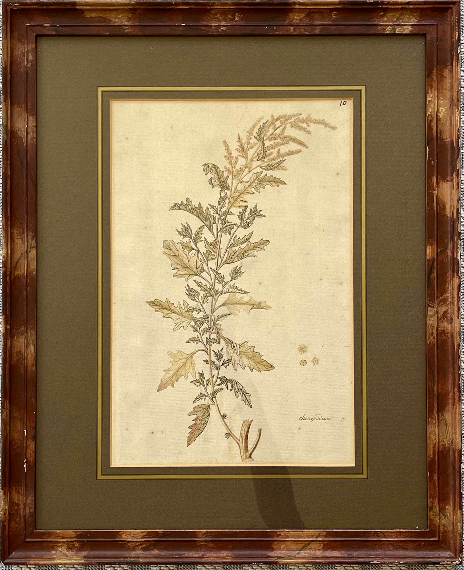 Set Of Two Antique British Original Botanical Drawings: Antique Botanical drawings on laid Paper. Chenopodium & Cineraria Maritima. TOTAL FRAME SIZE: 19.5 X 24 INCHES. SHIPPING IN THE U.S VIA USPS MAIL $80