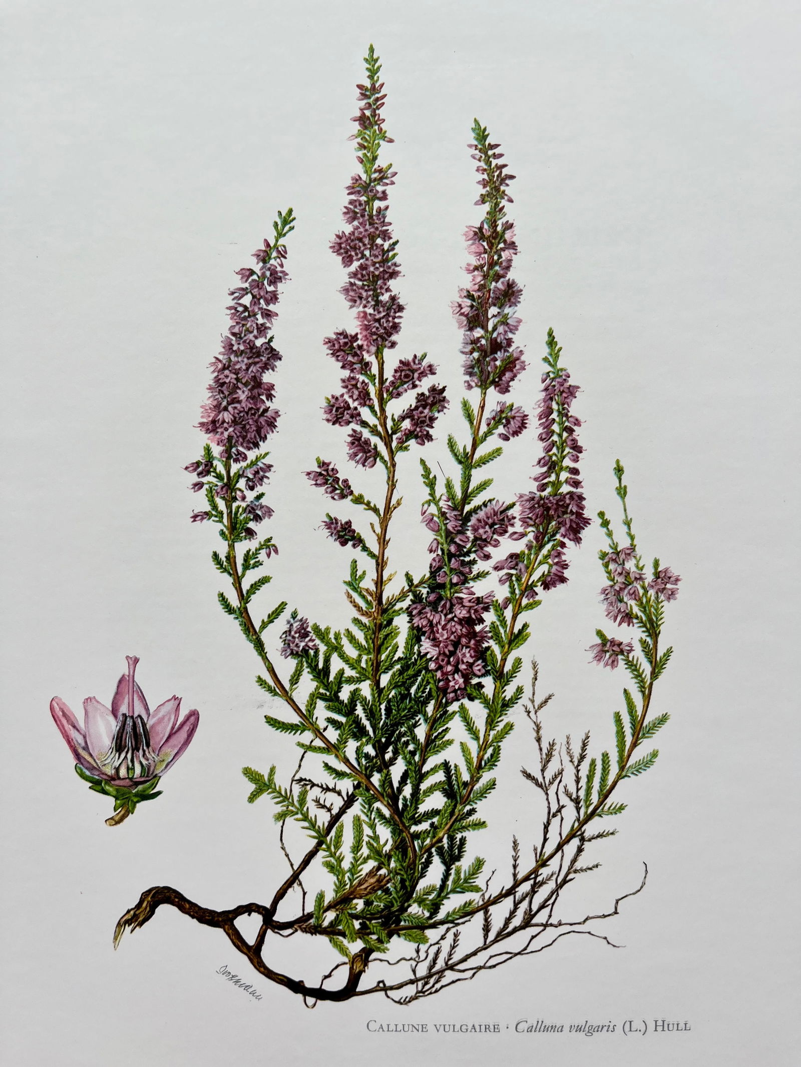 BOTANICAL PRINT: FRENCH TEXT IN VERSO. SIZE: 10.5 X 7.5 INCHES. UNFRAMED. PRINTED IN 1957. SHIPPING IN THE U.S VIA USPS PRIORITY MAIL $16. WE COMBINE SHIPPING.