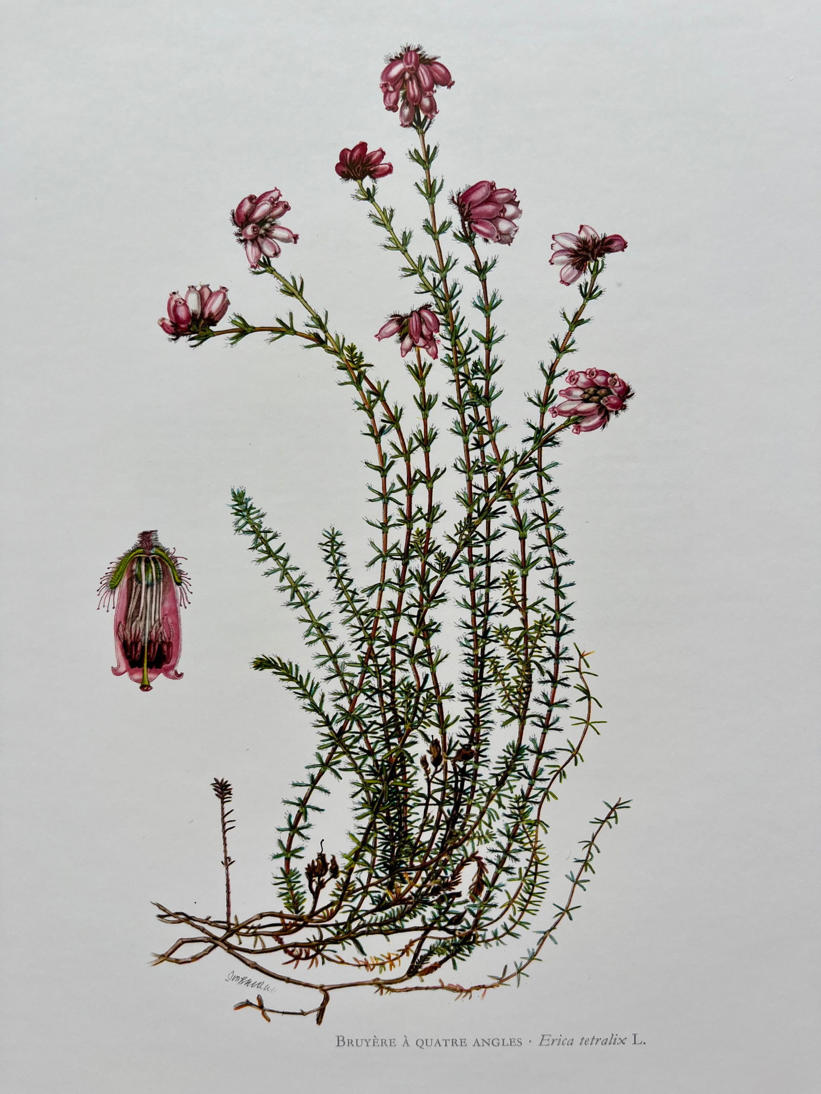 BOTANICAL PRINT: FRENCH TEXT IN VERSO. SIZE: 10.5 X 7.5 INCHES. UNFRAMED. PRINTED IN 1957. SHIPPING IN THE U.S VIA USPS PRIORITY MAIL $16. WE COMBINE SHIPPING.