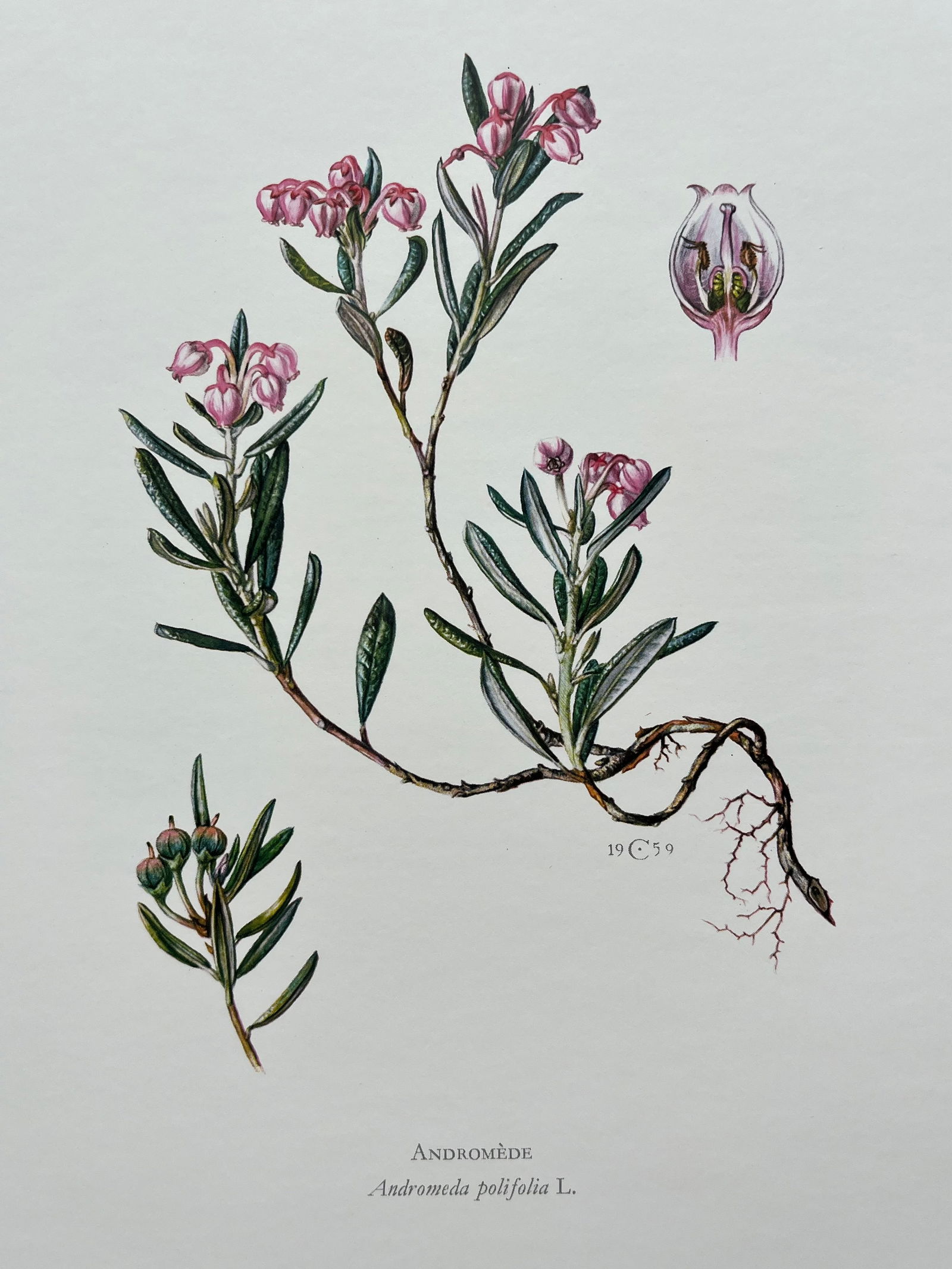 BOTANICAL PRINT (1 of 2)