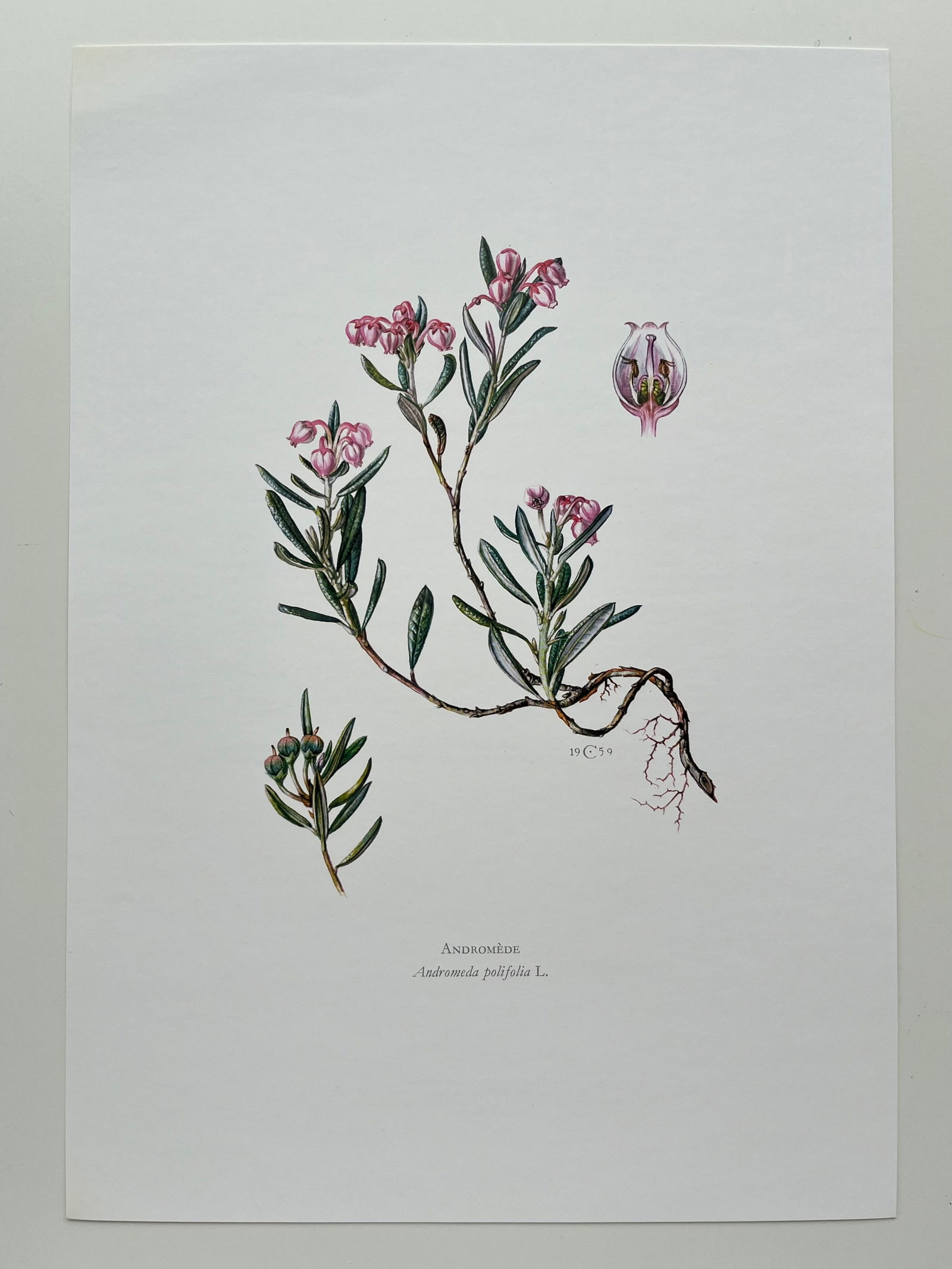 BOTANICAL PRINT - 2
