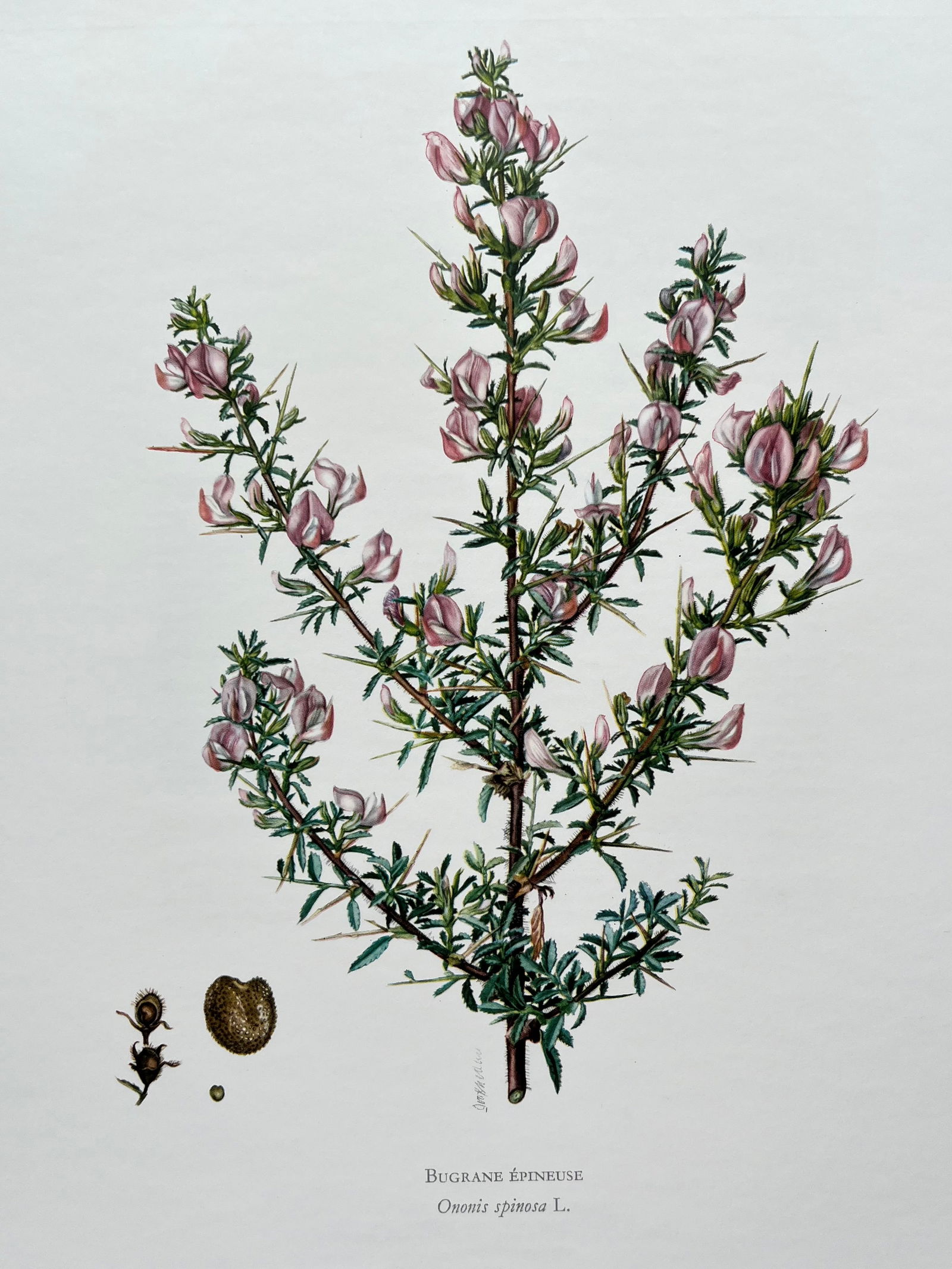 BOTANICAL PRINT: FRENCH TEXT IN VERSO. SIZE: 10.5 X 7.5 INCHES. UNFRAMED. PRINTED IN 1957. SHIPPING IN THE U.S VIA USPS PRIORITY MAIL $16. WE COMBINE SHIPPING.