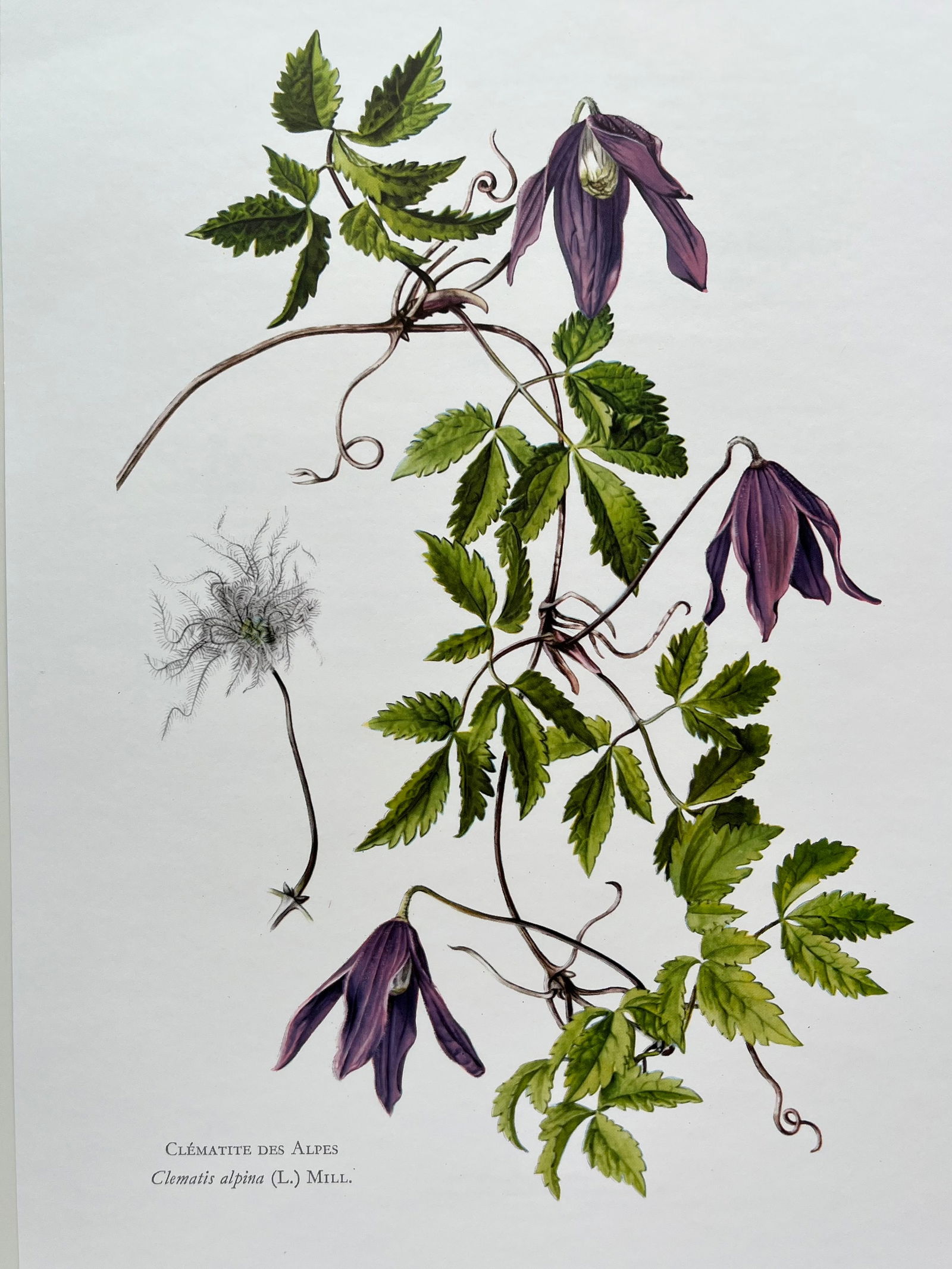 BOTANICAL PRINT (1 of 2)