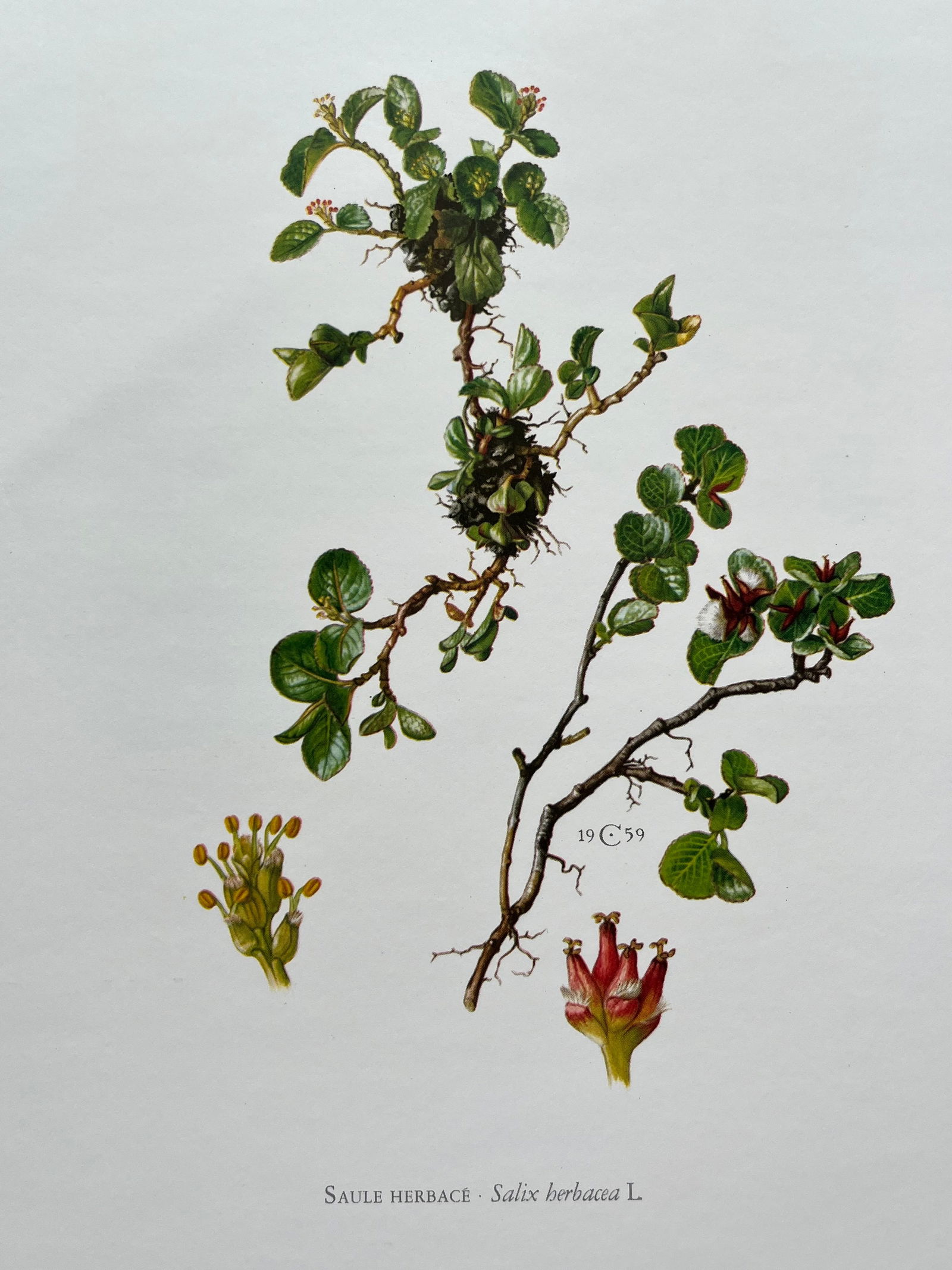 BOTANICAL PRINT (1 of 2)