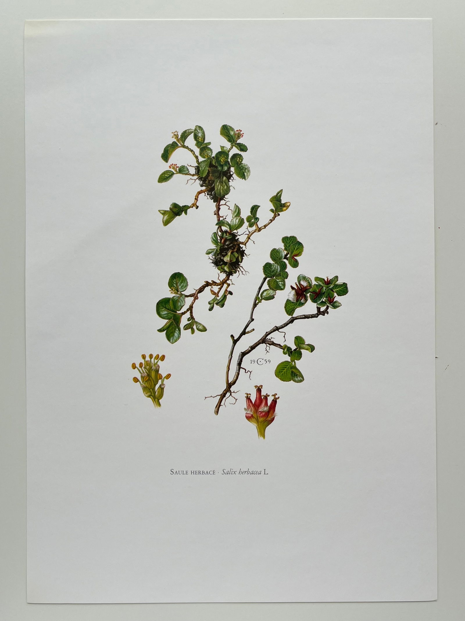 BOTANICAL PRINT - 2