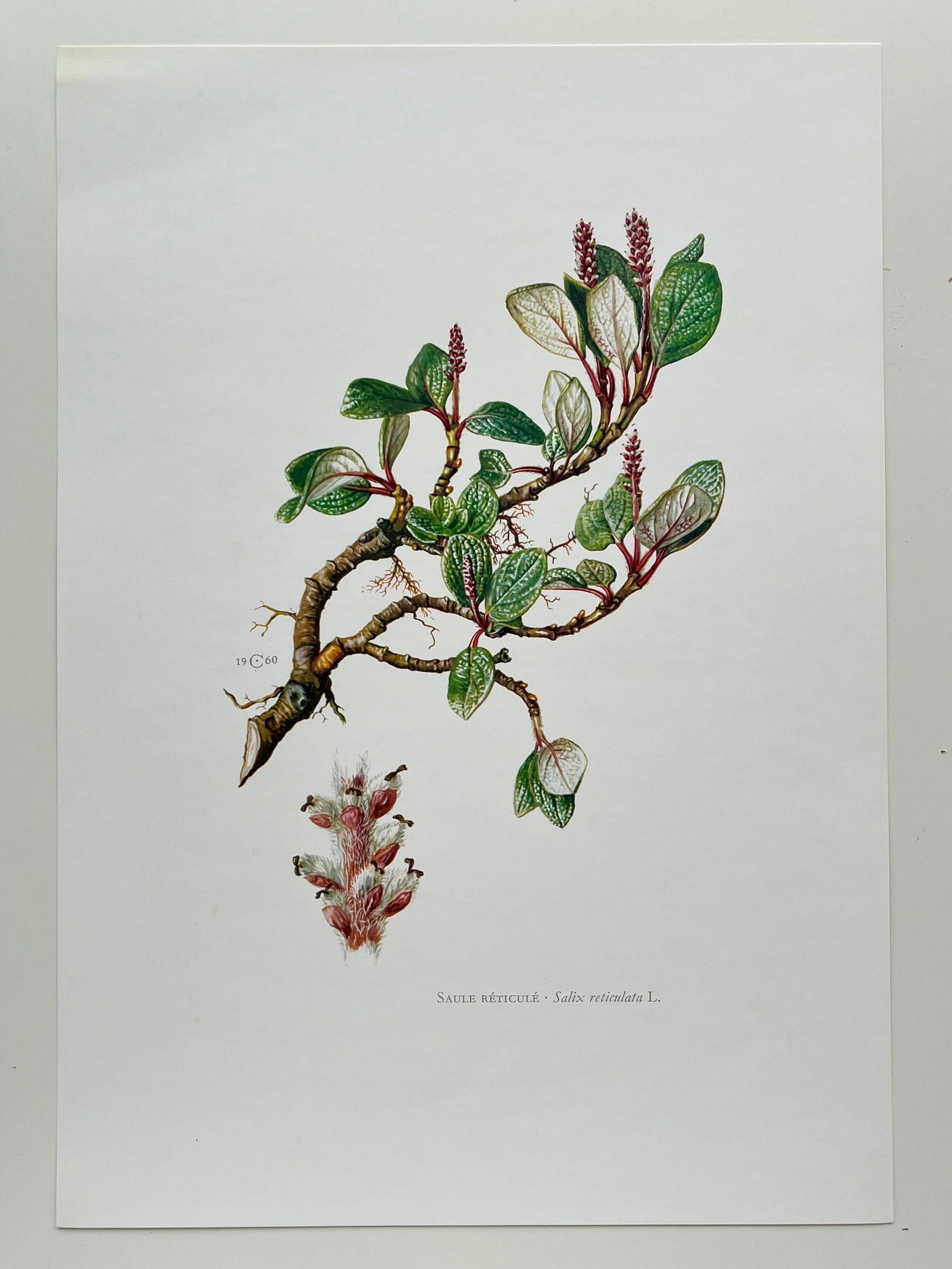 BOTANICAL PRINT - 2