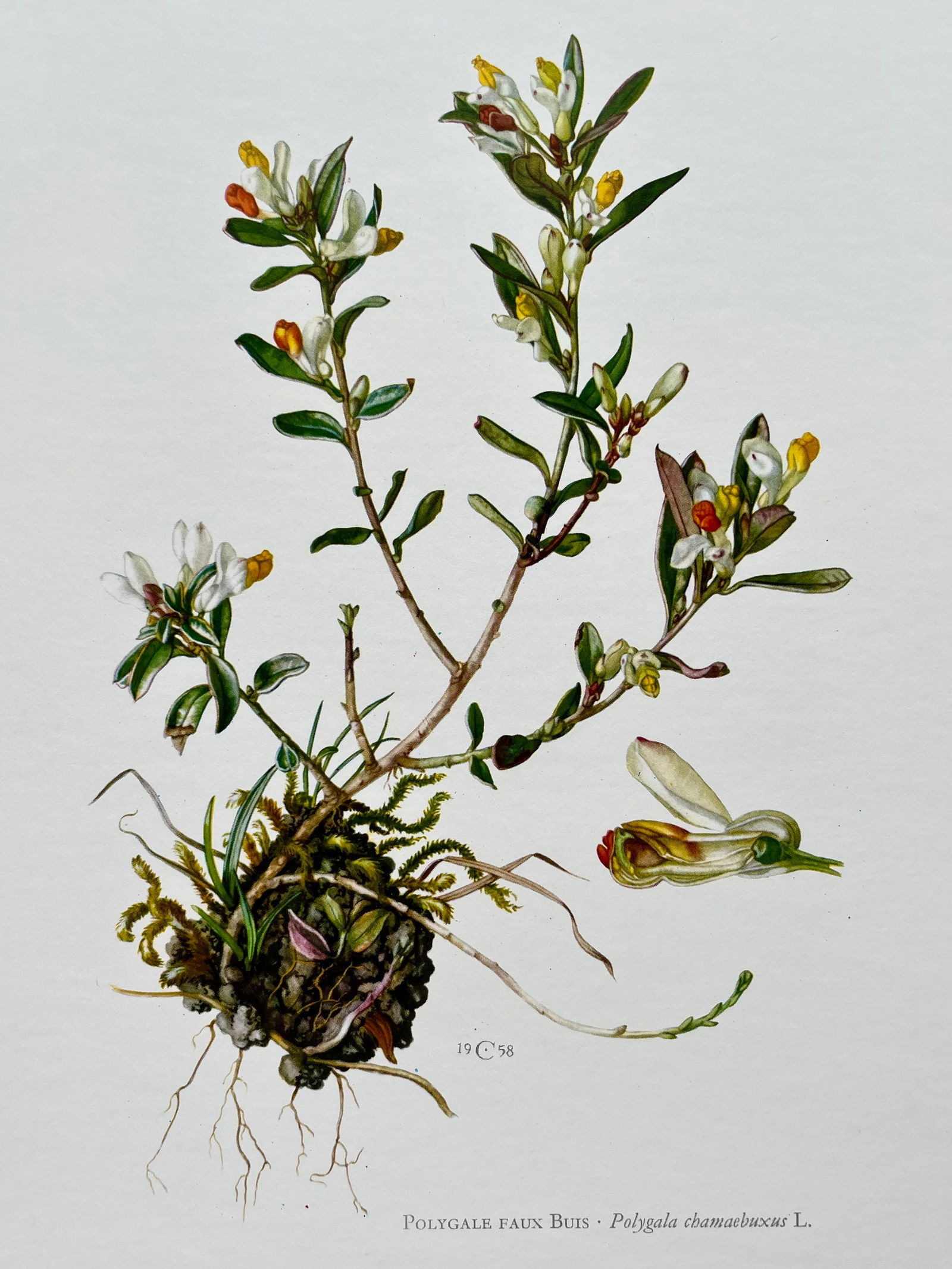 BOTANICAL PRINT: FRENCH TEXT IN VERSO. SIZE: 10.5 X 7.5 INCHES. UNFRAMED. PRINTED IN 1957. SHIPPING IN THE U.S VIA USPS PRIORITY MAIL $16. WE COMBINE SHIPPING.