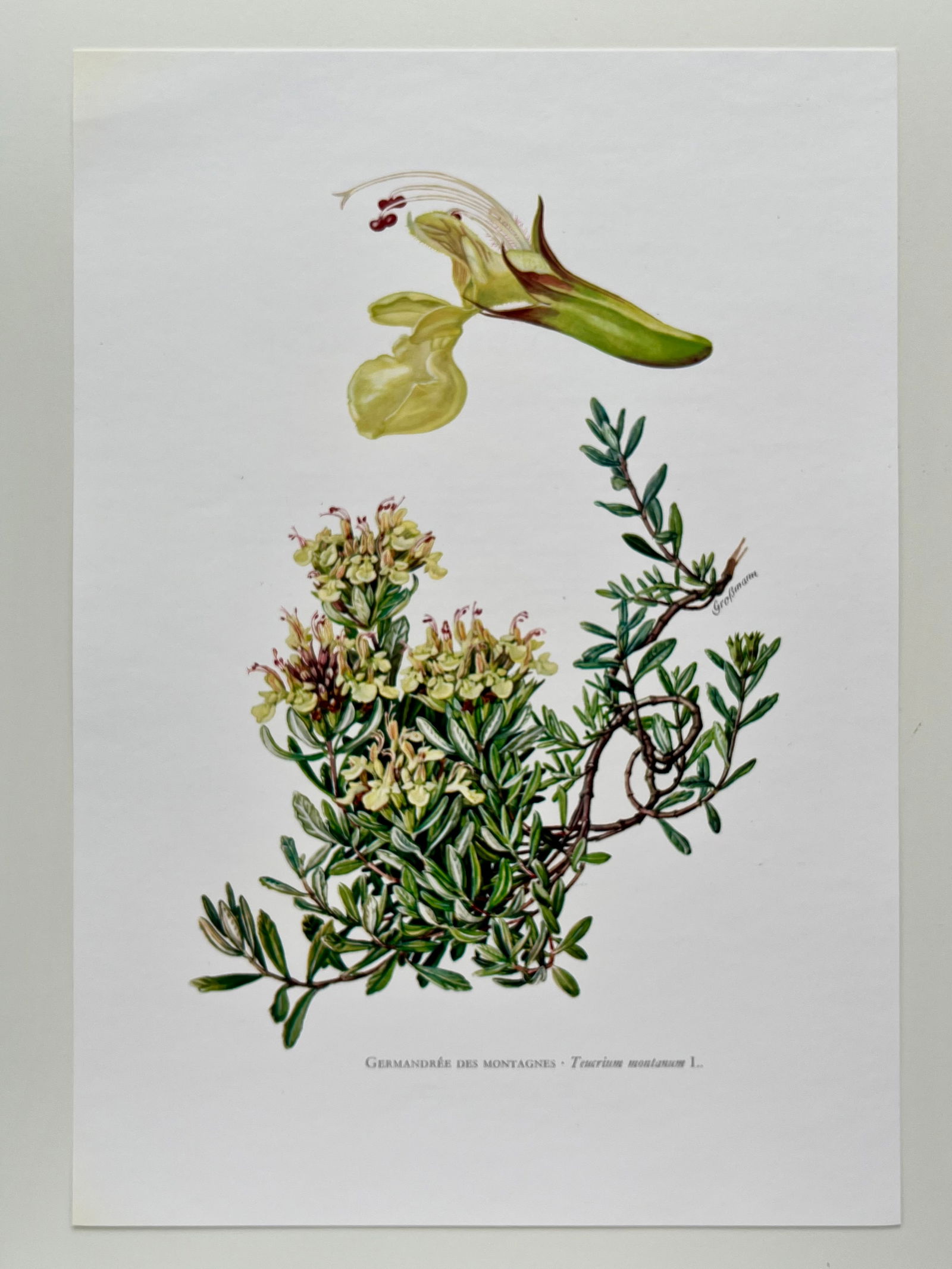 BOTANICAL PRINT - 2