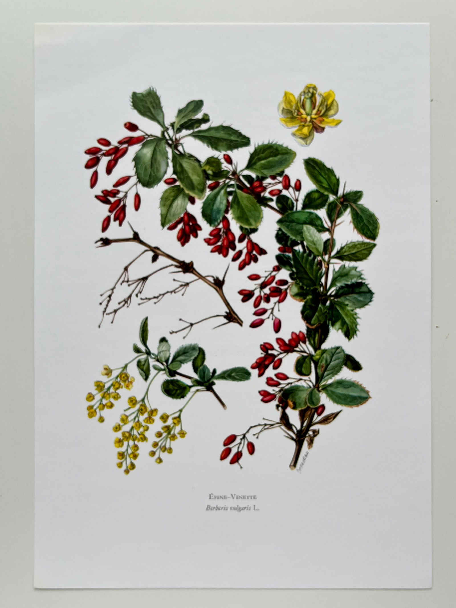 BOTANICAL PRINT - 2