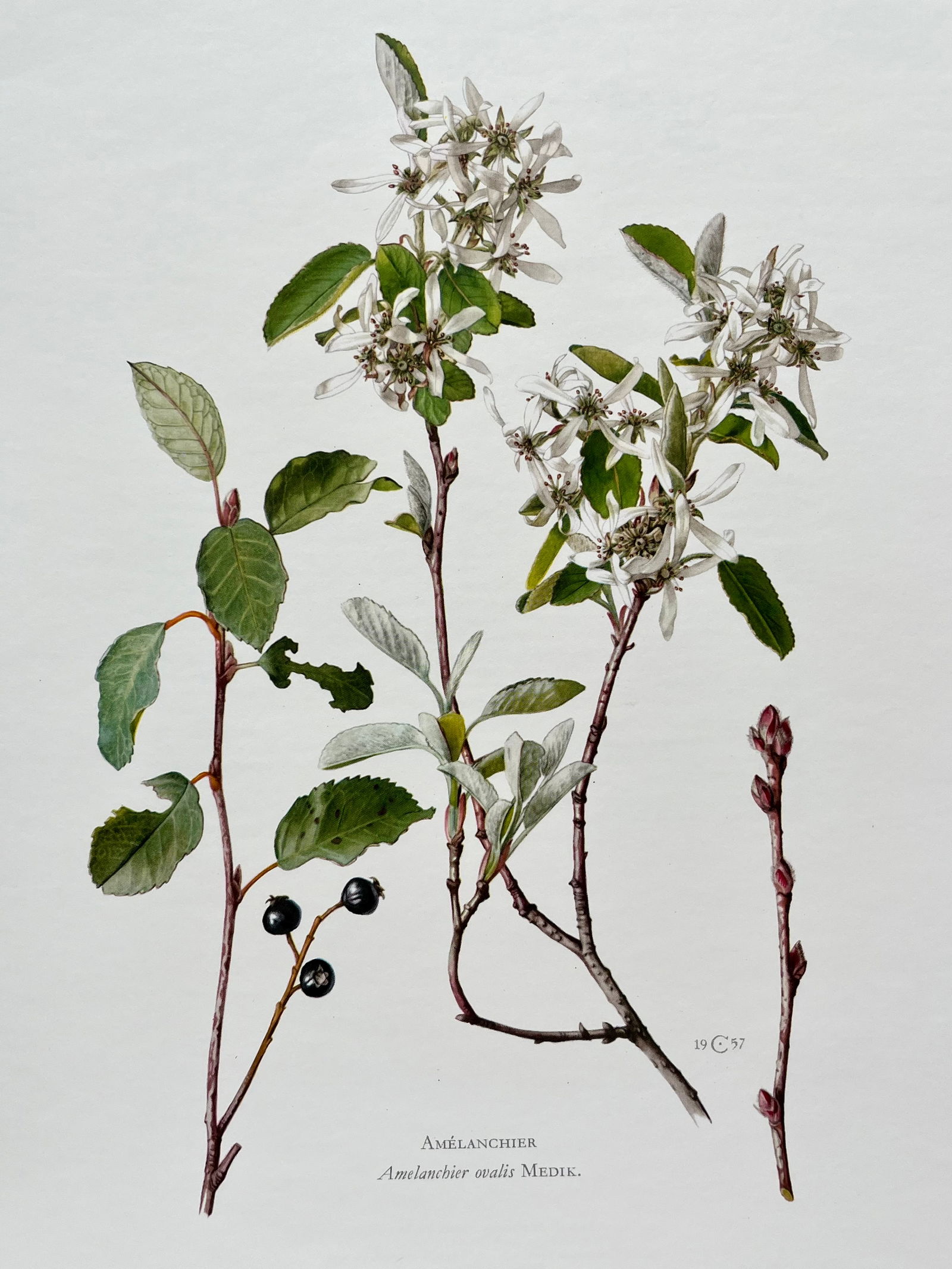 BOTANICAL PRINT: FRENCH TEXT IN VERSO. SIZE: 10.5 X 7.5 INCHES. UNFRAMED. PRINTED IN 1957. SHIPPING IN THE U.S VIA USPS PRIORITY MAIL $16. WE COMBINE SHIPPING.