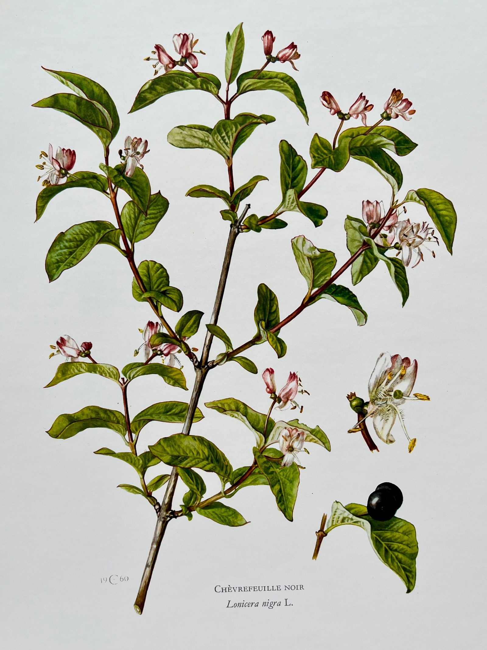 BOTANICAL PRINT: FRENCH TEXT IN VERSO. SIZE: 10.5 X 7.5 INCHES. UNFRAMED. PRINTED IN 1957. SHIPPING IN THE U.S VIA USPS PRIORITY MAIL $16. WE COMBINE SHIPPING.