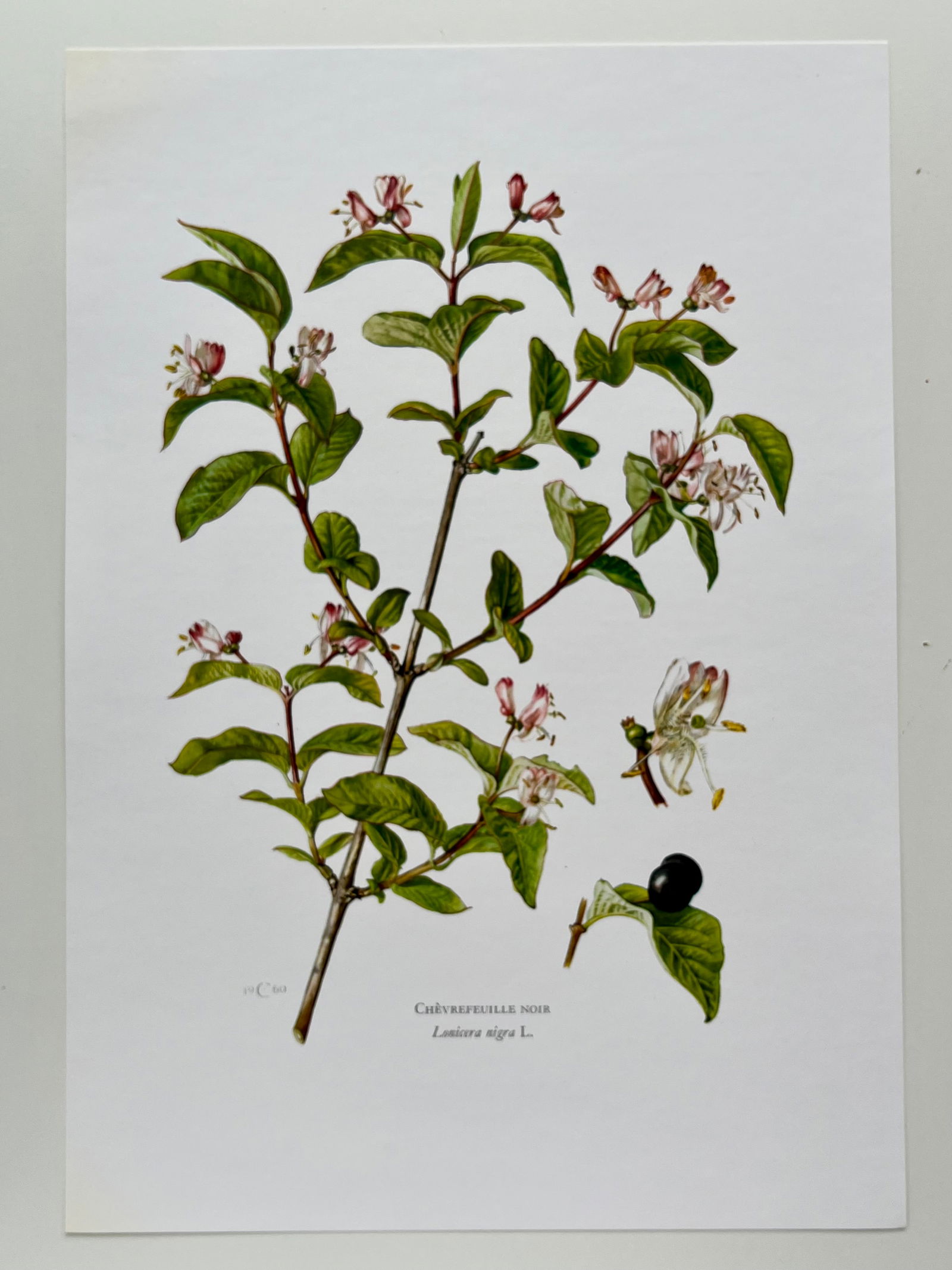 BOTANICAL PRINT - 2