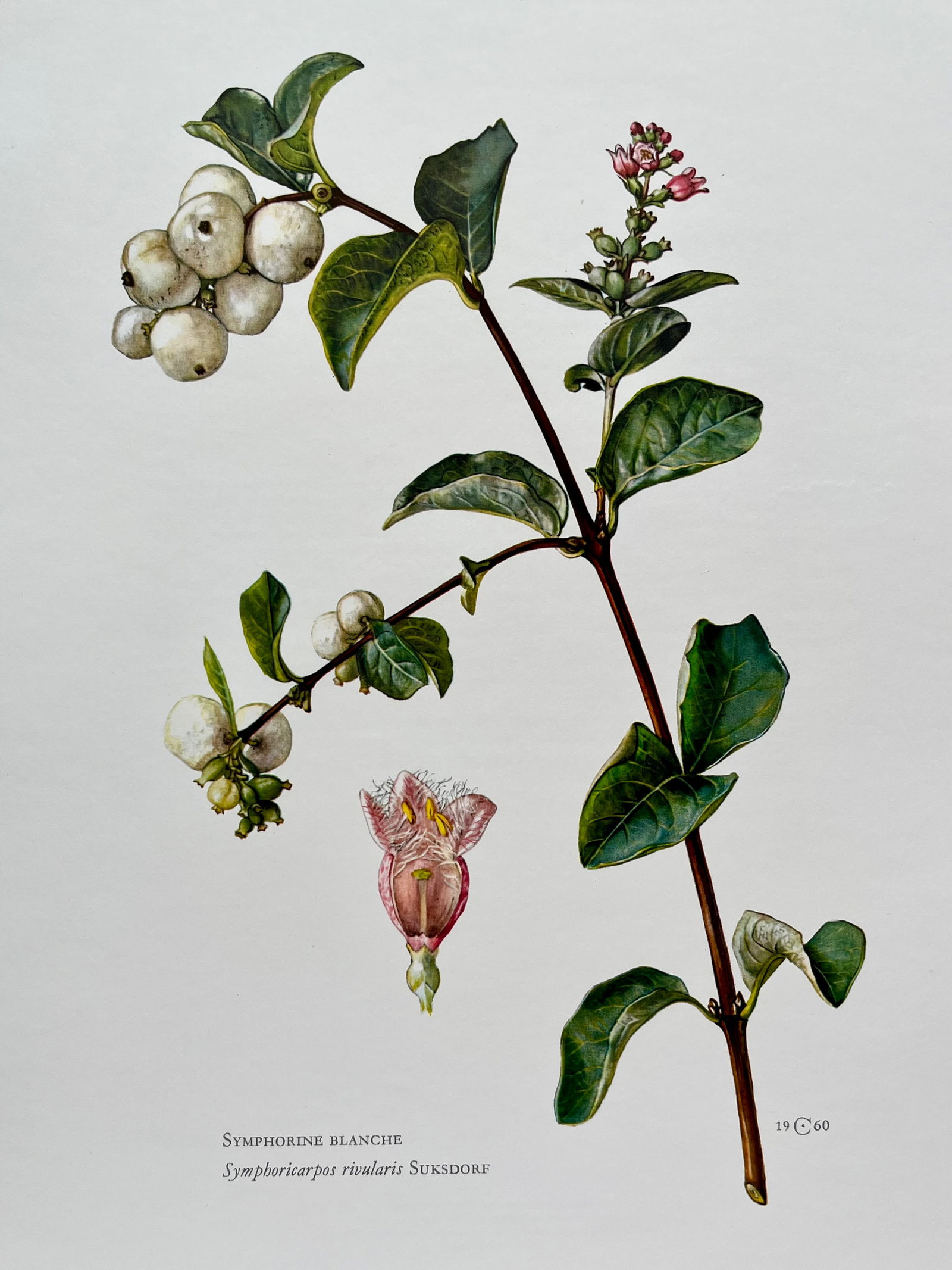 BOTANICAL PRINT: FRENCH TEXT IN VERSO. SIZE: 10.5 X 7.5 INCHES. UNFRAMED. PRINTED IN 1957. SHIPPING IN THE U.S VIA USPS PRIORITY MAIL $16. WE COMBINE SHIPPING.