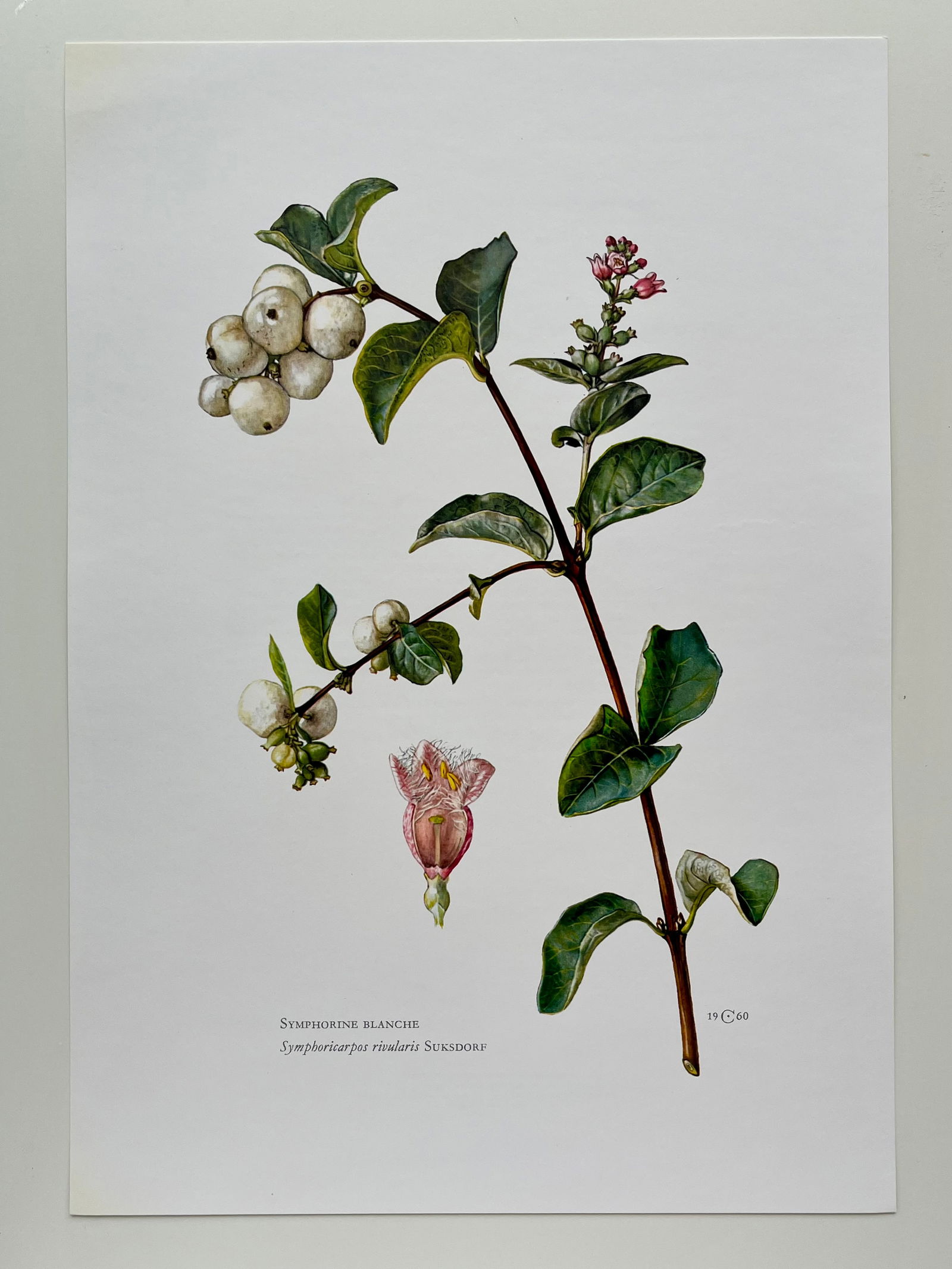 BOTANICAL PRINT - 2