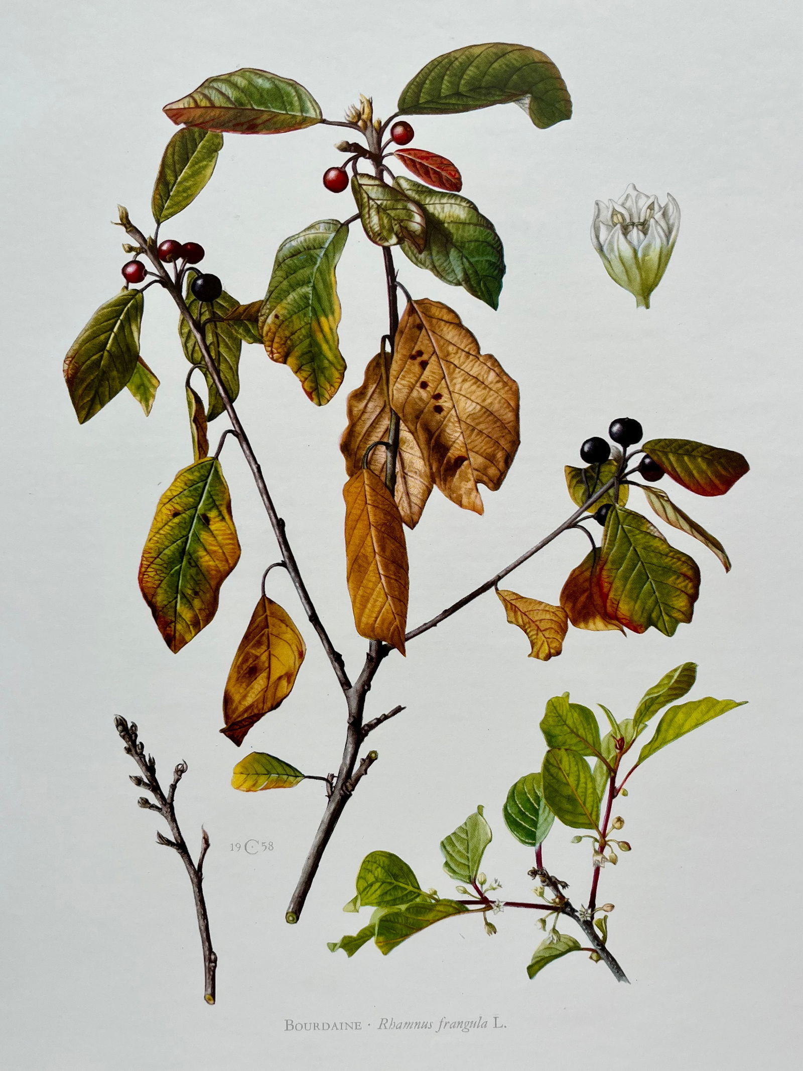 BOTANICAL PRINT: FRENCH TEXT IN VERSO. SIZE: 10.5 X 7.5 INCHES. UNFRAMED. PRINTED IN 1957. SHIPPING IN THE U.S VIA USPS PRIORITY MAIL $16. WE COMBINE SHIPPING.