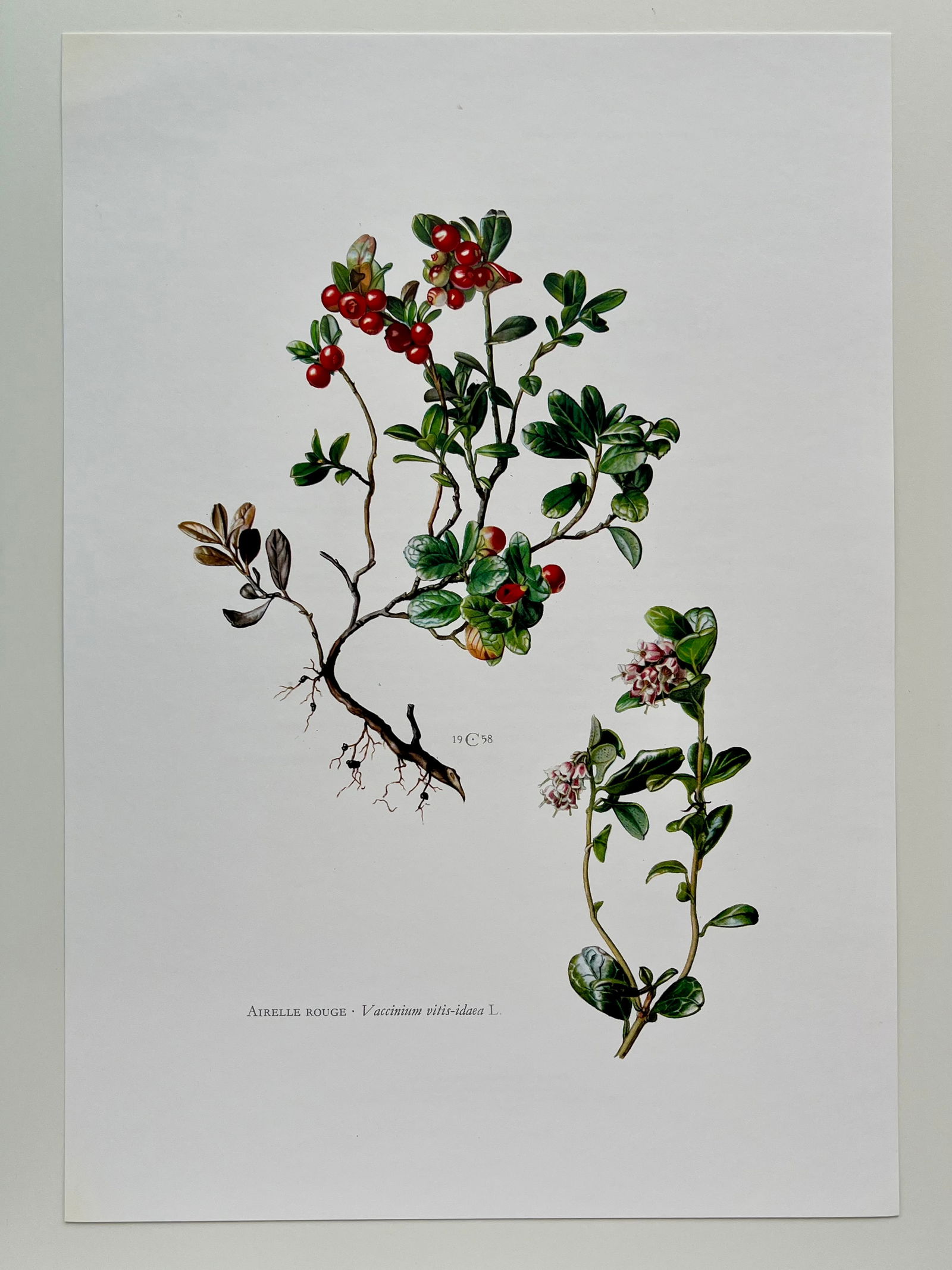 BOTANICAL PRINT - 2