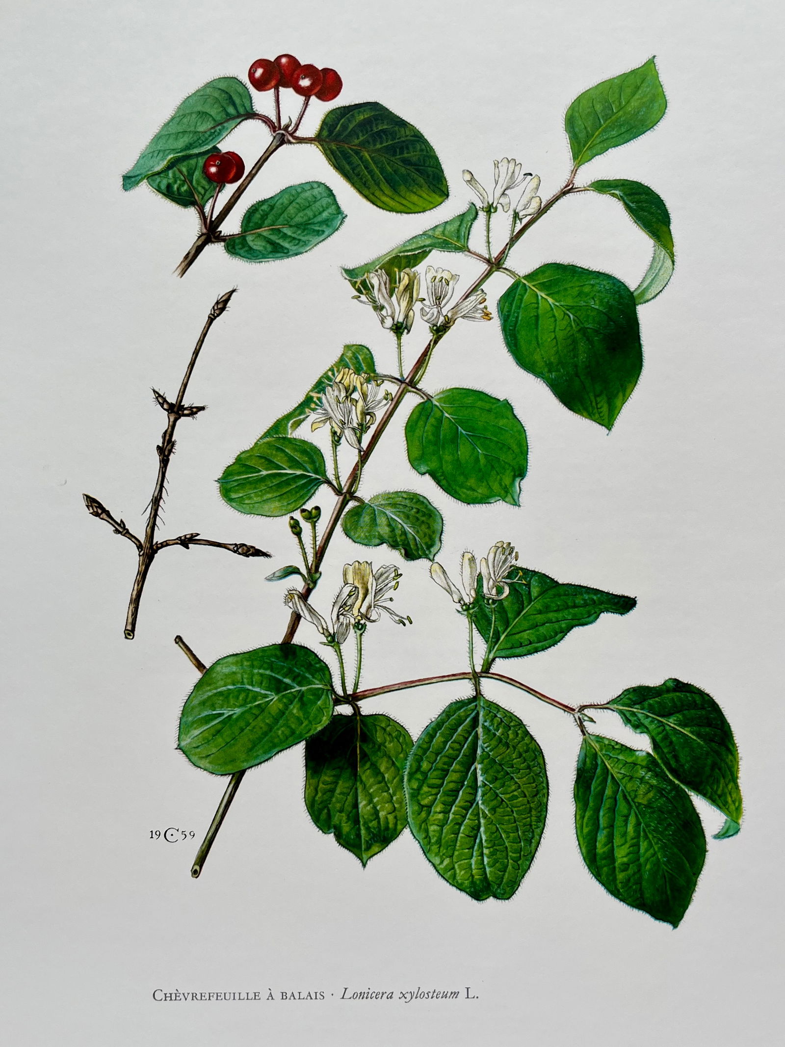 BOTANICAL PRINT: FRENCH TEXT IN VERSO. SIZE: 10.5 X 7.5 INCHES. UNFRAMED. PRINTED IN 1957. SHIPPING IN THE U.S VIA USPS PRIORITY MAIL $16. WE COMBINE SHIPPING.