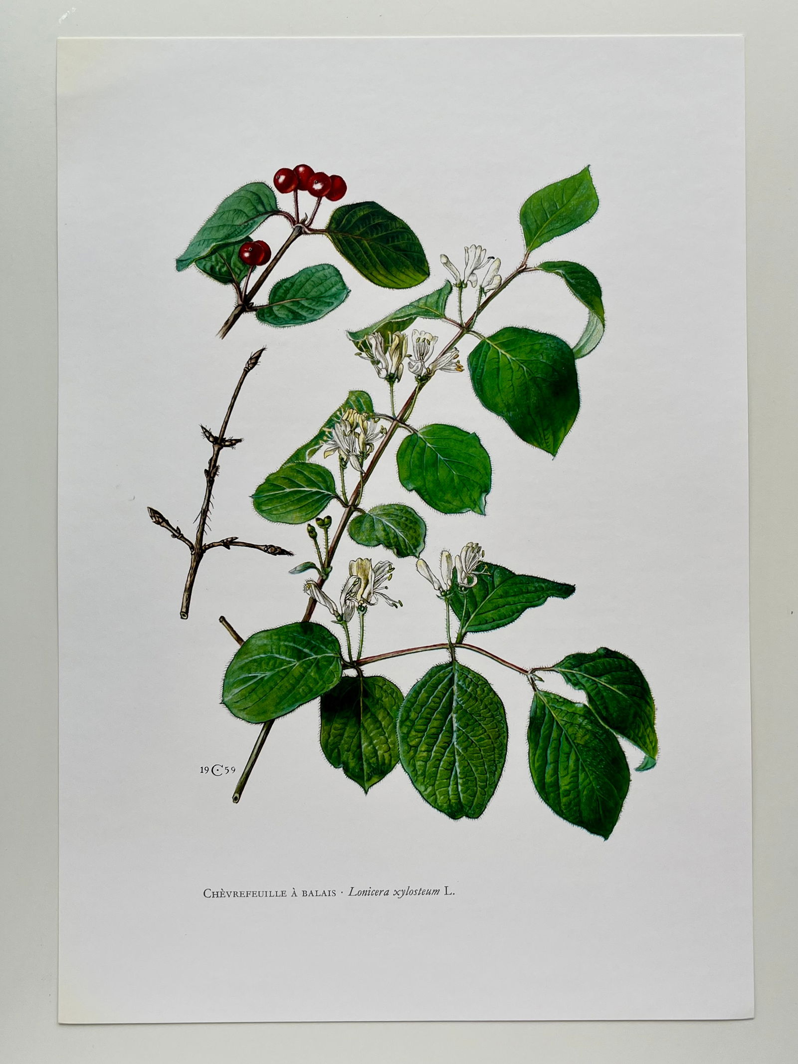 BOTANICAL PRINT - 2