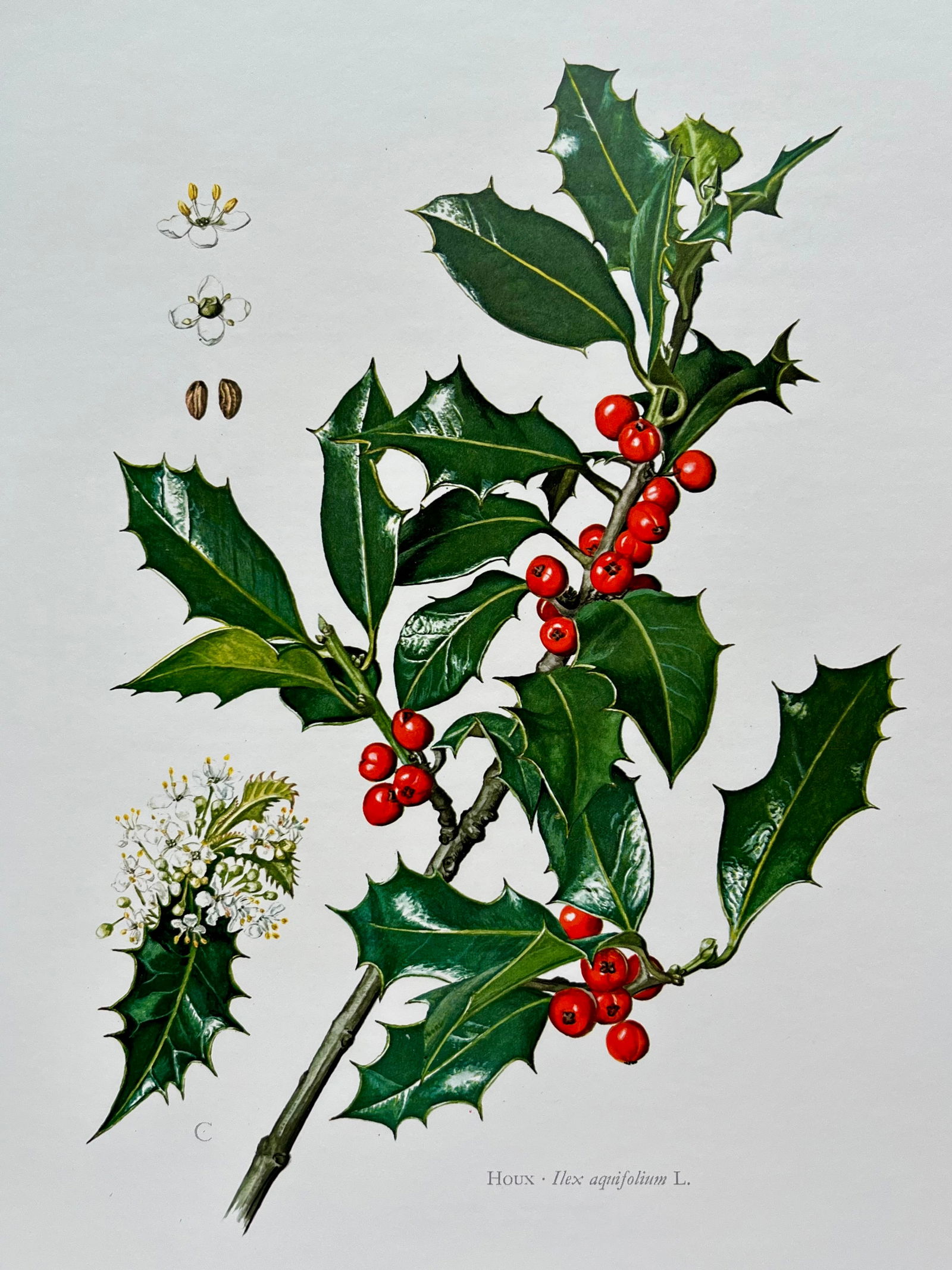 BOTANICAL PRINT: FRENCH TEXT IN VERSO. SIZE: 10.5 X 7.5 INCHES. UNFRAMED. PRINTED IN 1957. SHIPPING IN THE U.S VIA USPS PRIORITY MAIL $16. WE COMBINE SHIPPING.