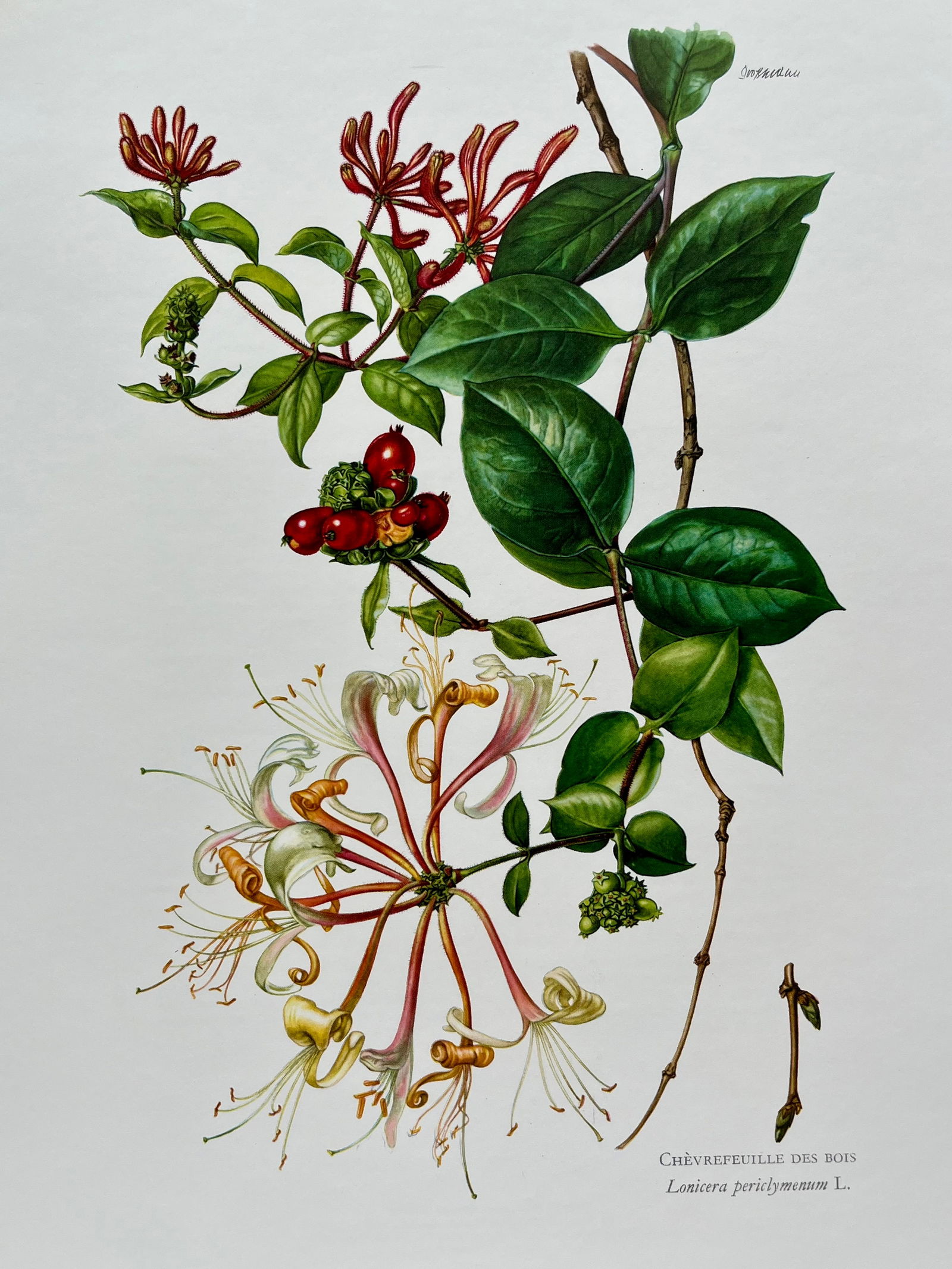 BOTANICAL PRINT (1 of 2)