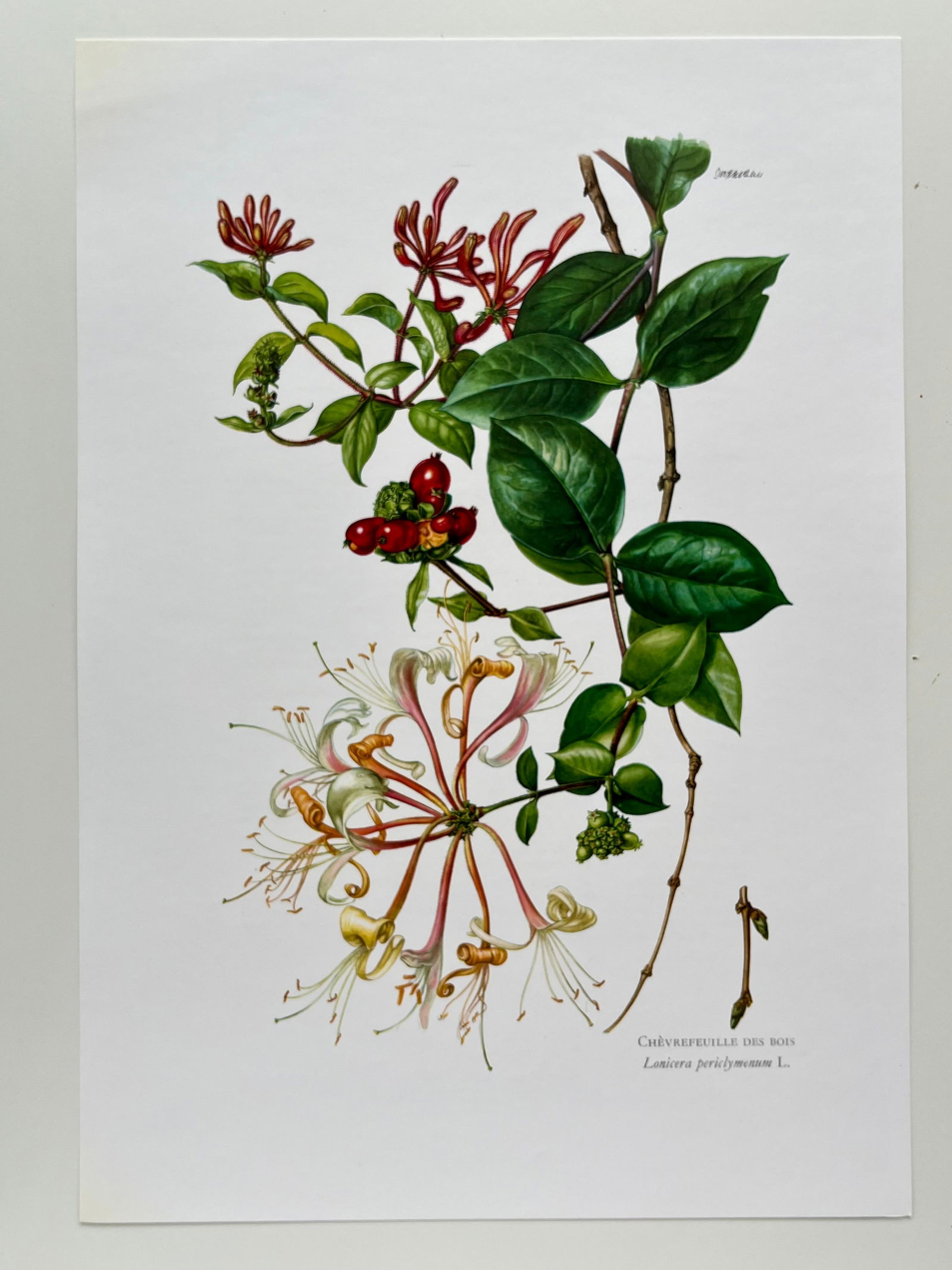 BOTANICAL PRINT - 2