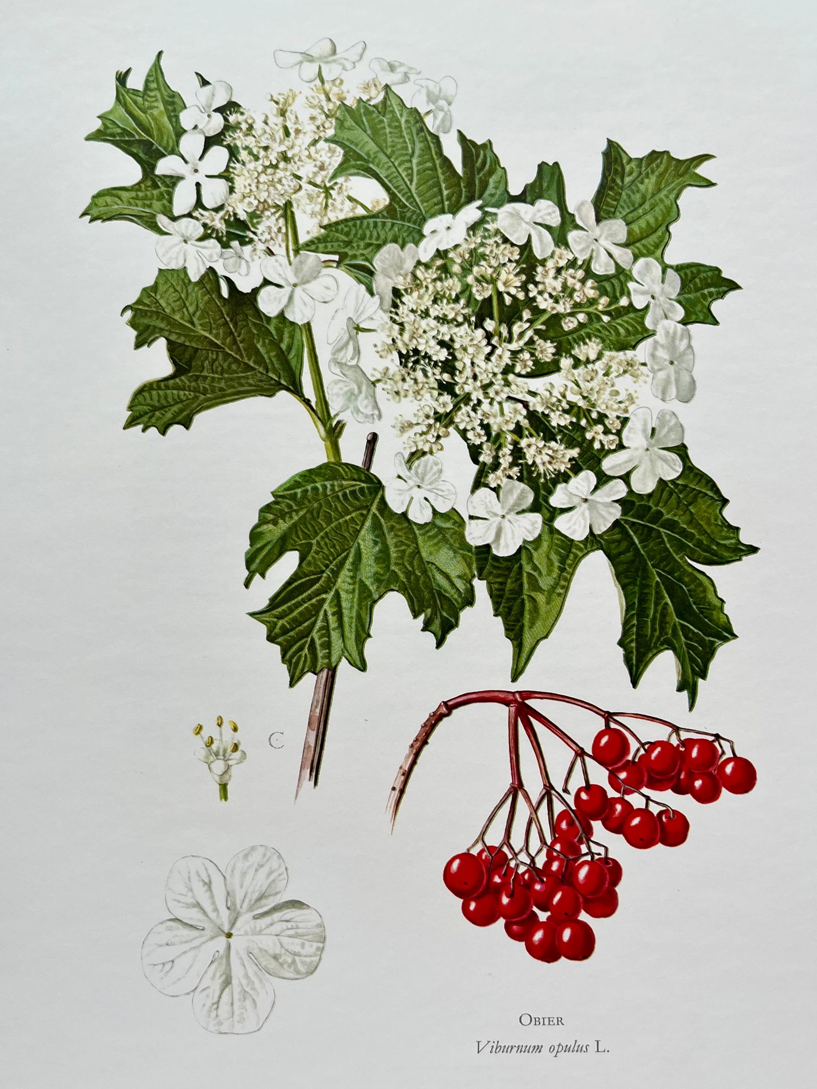 BOTANICAL PRINT: FRENCH TEXT IN VERSO. SIZE: 10.5 X 7.5 INCHES. UNFRAMED. PRINTED IN 1957. SHIPPING IN THE U.S VIA USPS PRIORITY MAIL $16. WE COMBINE SHIPPING.