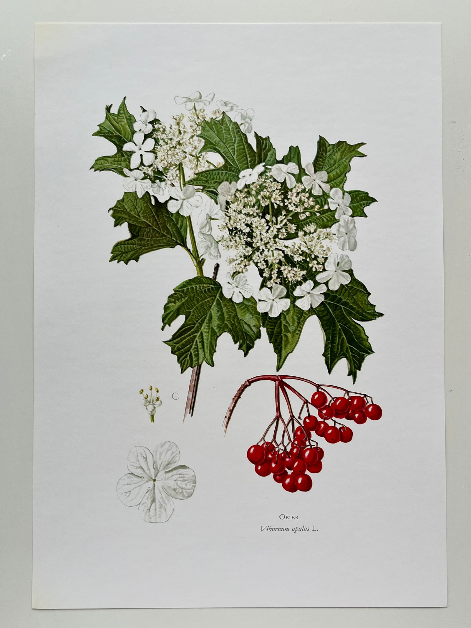 BOTANICAL PRINT - 2