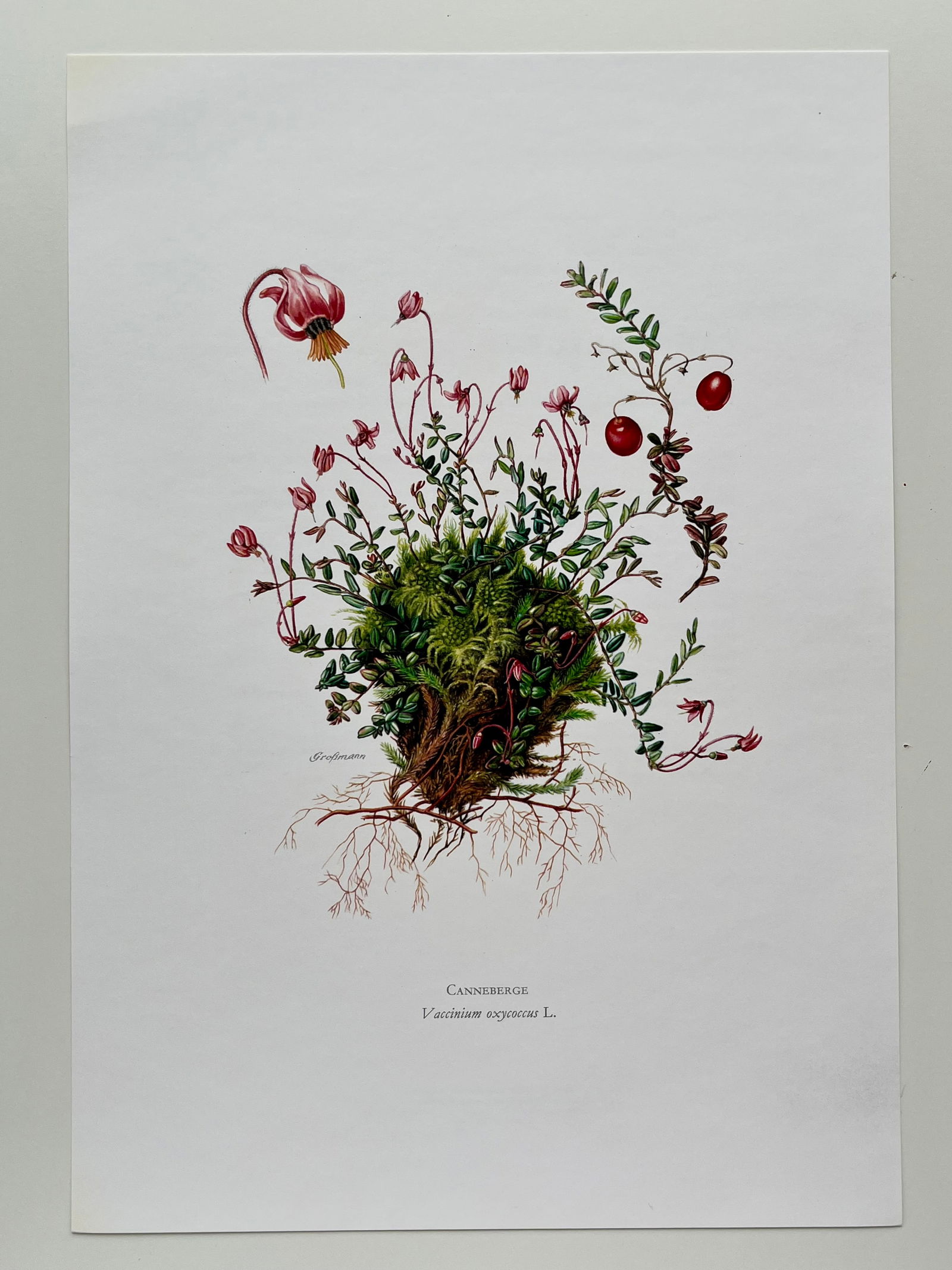BOTANICAL PRINT - 2