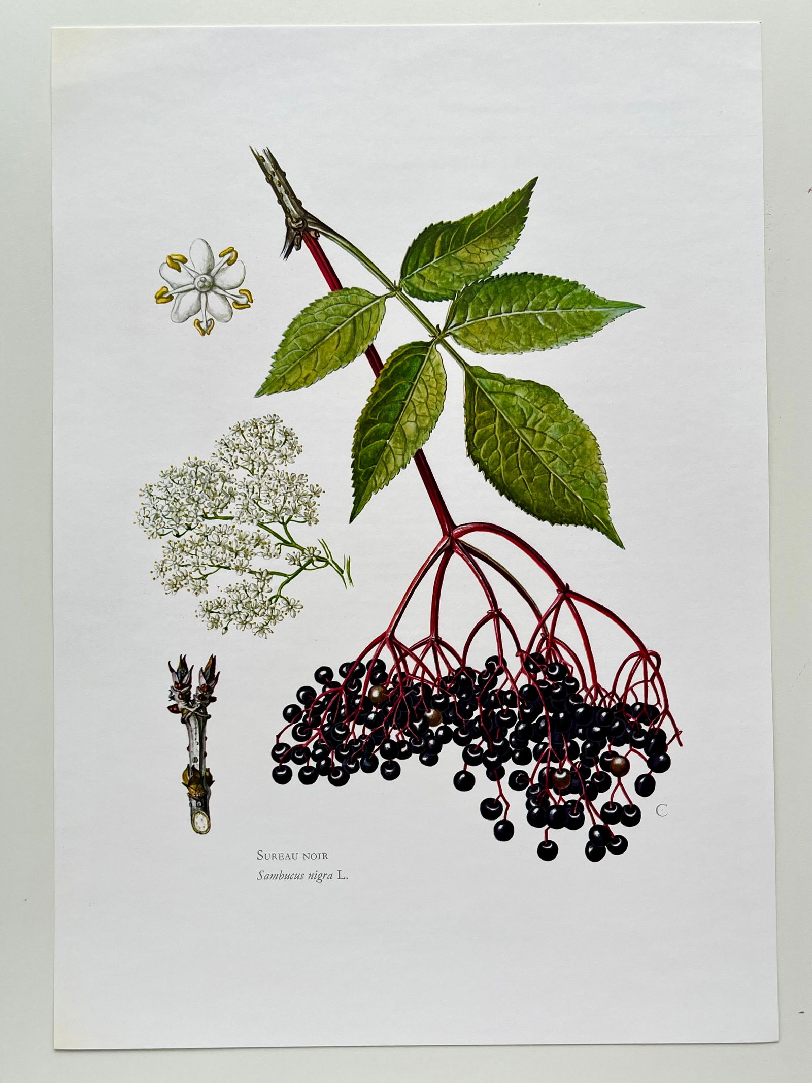 BOTANICAL PRINT - 2
