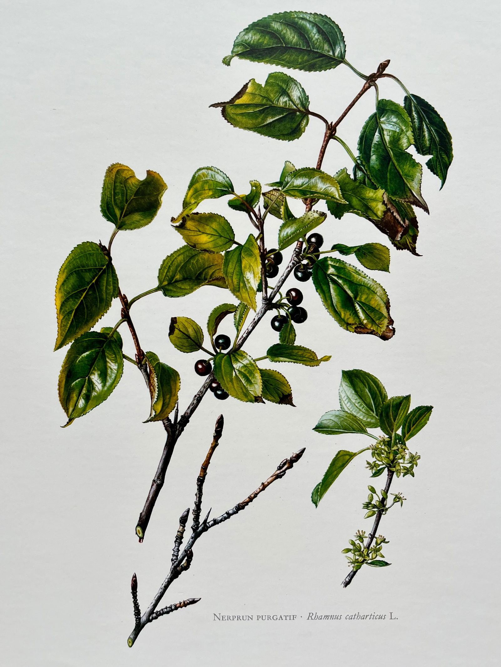 BOTANICAL PRINT: FRENCH TEXT IN VERSO. SIZE: 10.5 X 7.5 INCHES. UNFRAMED. PRINTED IN 1957. SHIPPING IN THE U.S VIA USPS PRIORITY MAIL $16. WE COMBINE SHIPPING.