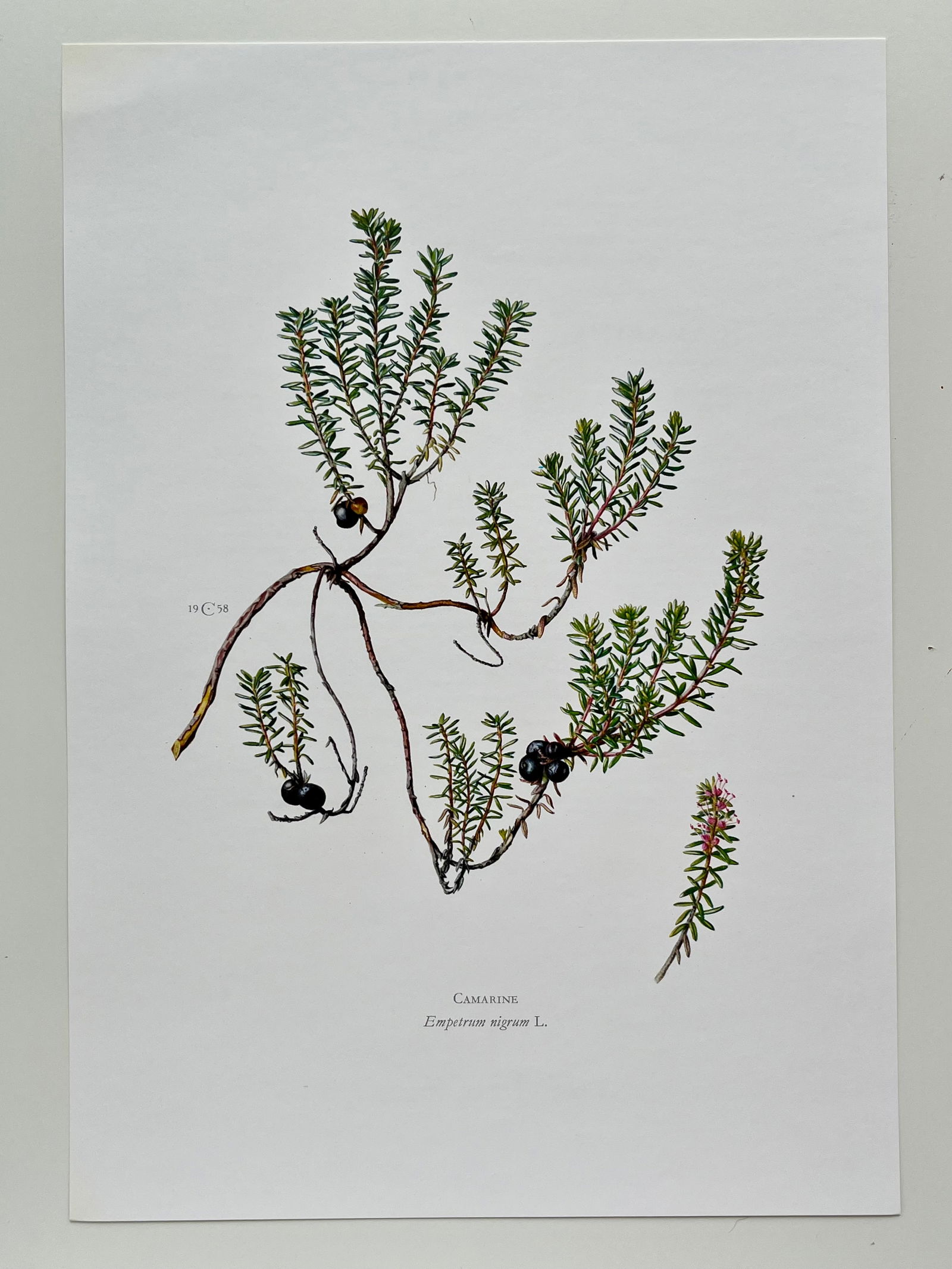BOTANICAL PRINT - 2