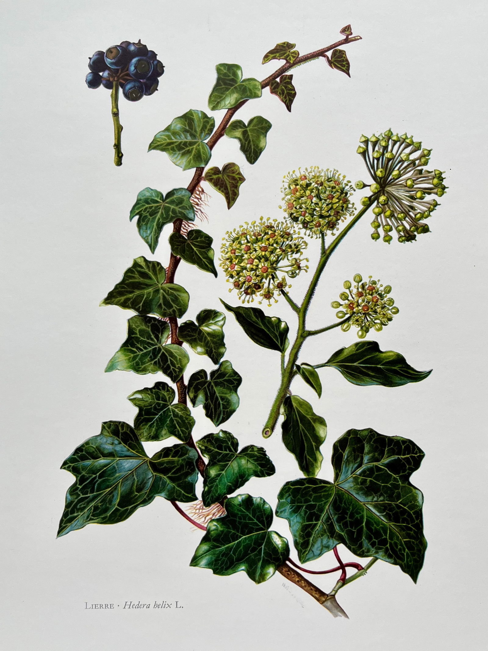 BOTANICAL PRINT (1 of 2)