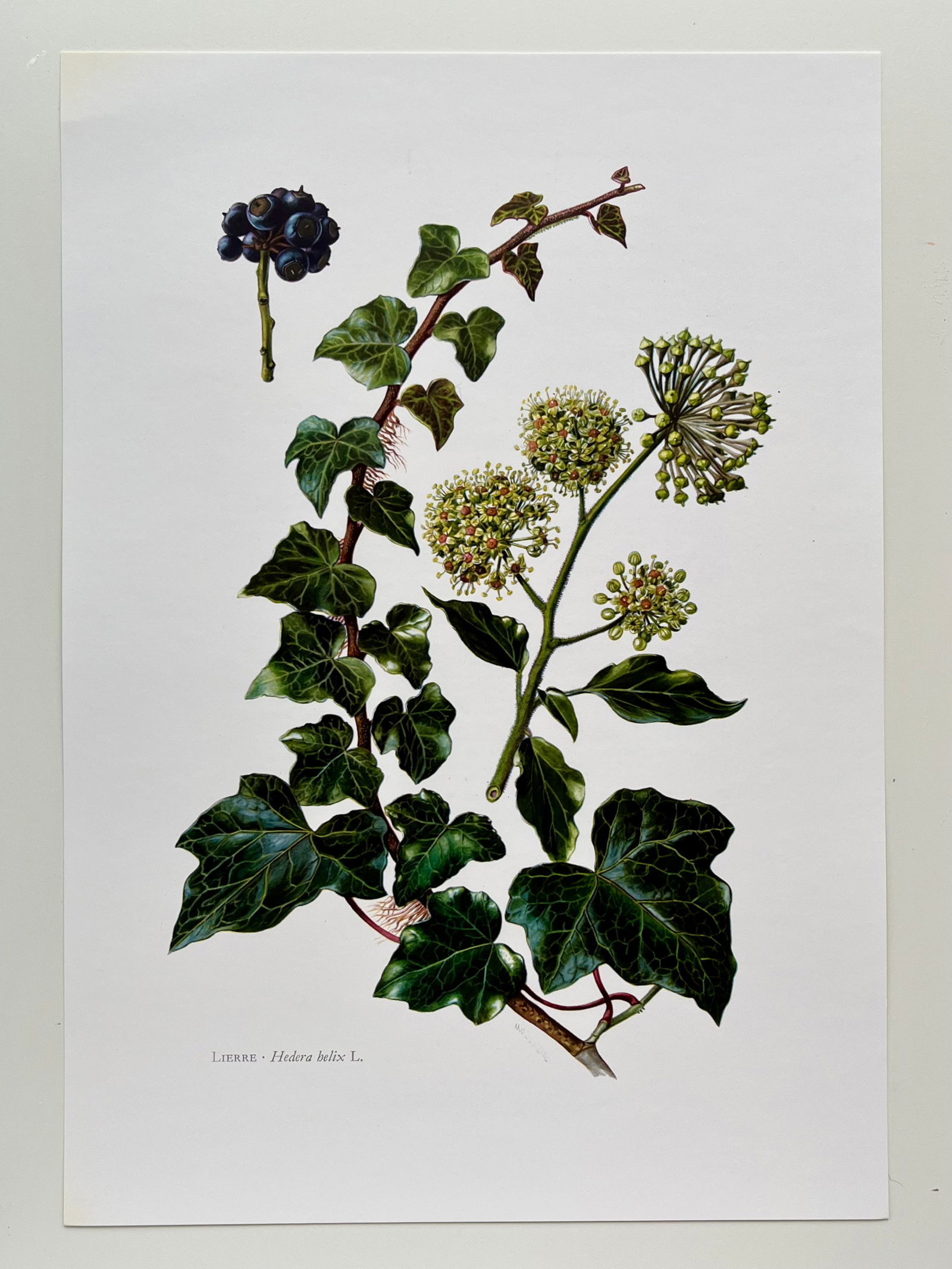 BOTANICAL PRINT - 2