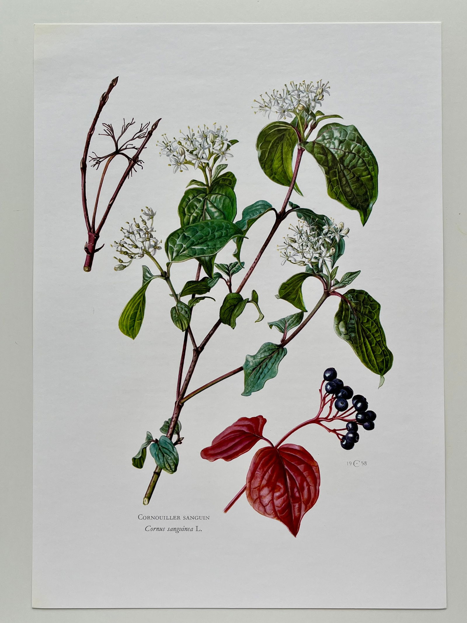 BOTANICAL PRINT - 2