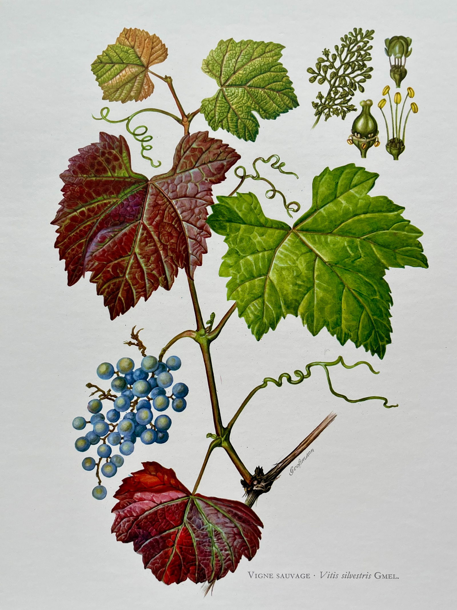 BOTANICAL PRINT: FRENCH TEXT IN VERSO. SIZE: 10.5 X 7.5 INCHES. UNFRAMED. PRINTED IN 1957. SHIPPING IN THE U.S VIA USPS PRIORITY MAIL $16. WE COMBINE SHIPPING.