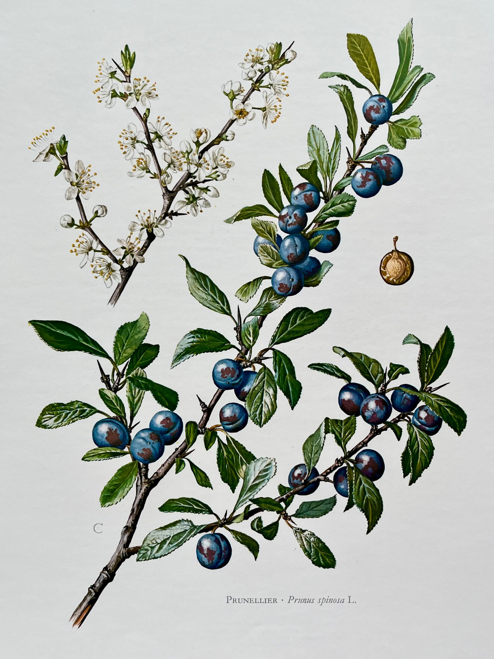 BOTANICAL PRINT: FRENCH TEXT IN VERSO. SIZE: 10.5 X 7.5 INCHES. UNFRAMED. PRINTED IN 1957. SHIPPING IN THE U.S VIA USPS PRIORITY MAIL $16. WE COMBINE SHIPPING.