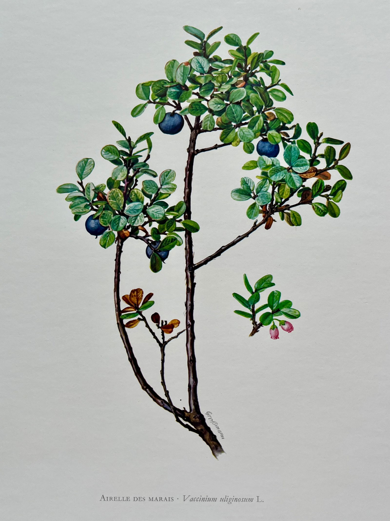 BOTANICAL PRINT: FRENCH TEXT IN VERSO. SIZE: 10.5 X 7.5 INCHES. UNFRAMED. PRINTED IN 1957. SHIPPING IN THE U.S VIA USPS PRIORITY MAIL $16. WE COMBINE SHIPPING.