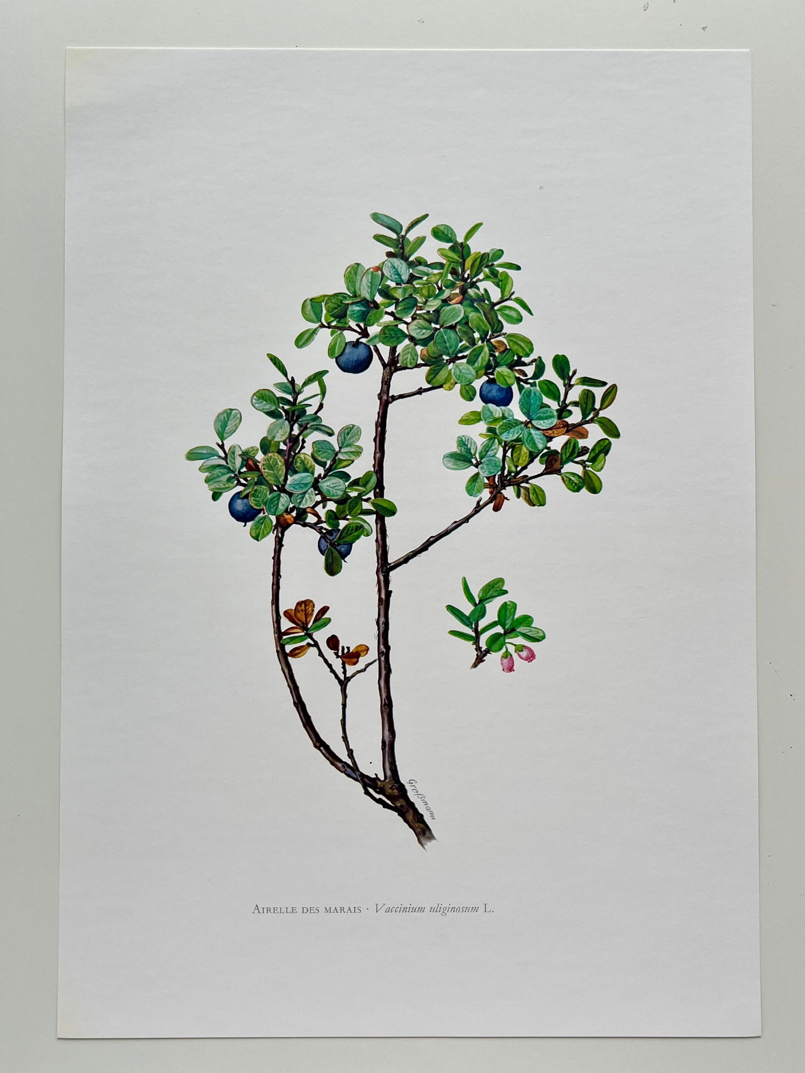 BOTANICAL PRINT - 2