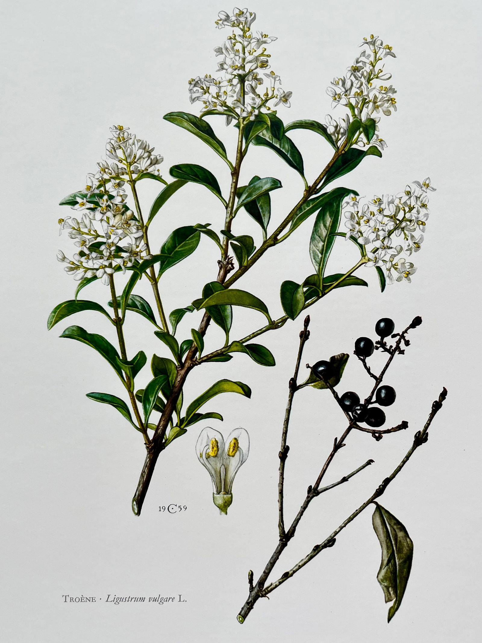 BOTANICAL PRINT: FRENCH TEXT IN VERSO. SIZE: 10.5 X 7.5 INCHES. UNFRAMED. PRINTED IN 1957. SHIPPING IN THE U.S VIA USPS PRIORITY MAIL $16. WE COMBINE SHIPPING.