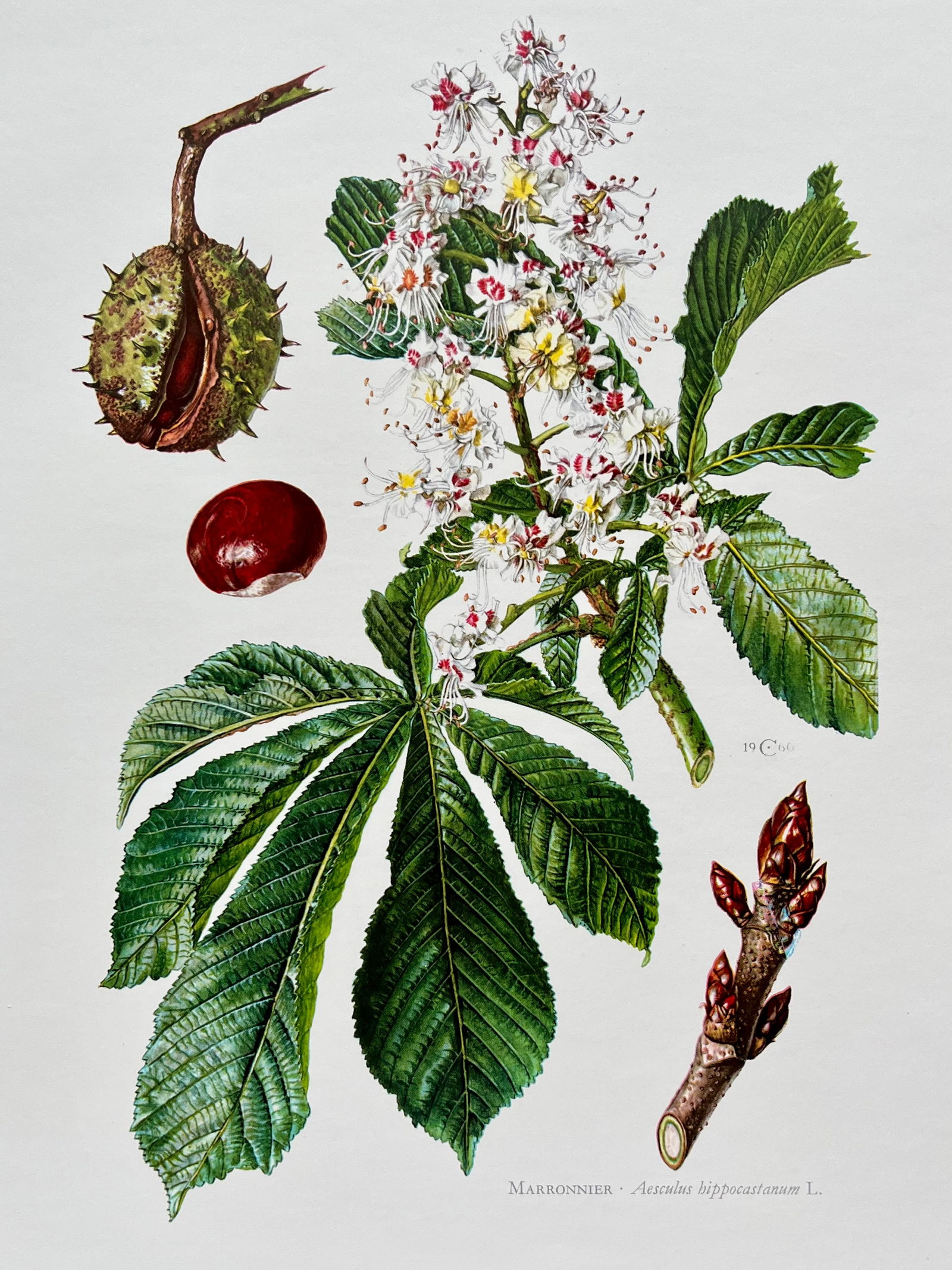 BOTANICAL PRINT: FRENCH TEXT IN VERSO. SIZE: 10.5 X 7.5 INCHES. UNFRAMED. PRINTED IN 1957. SHIPPING IN THE U.S VIA USPS PRIORITY MAIL $16. WE COMBINE SHIPPING.