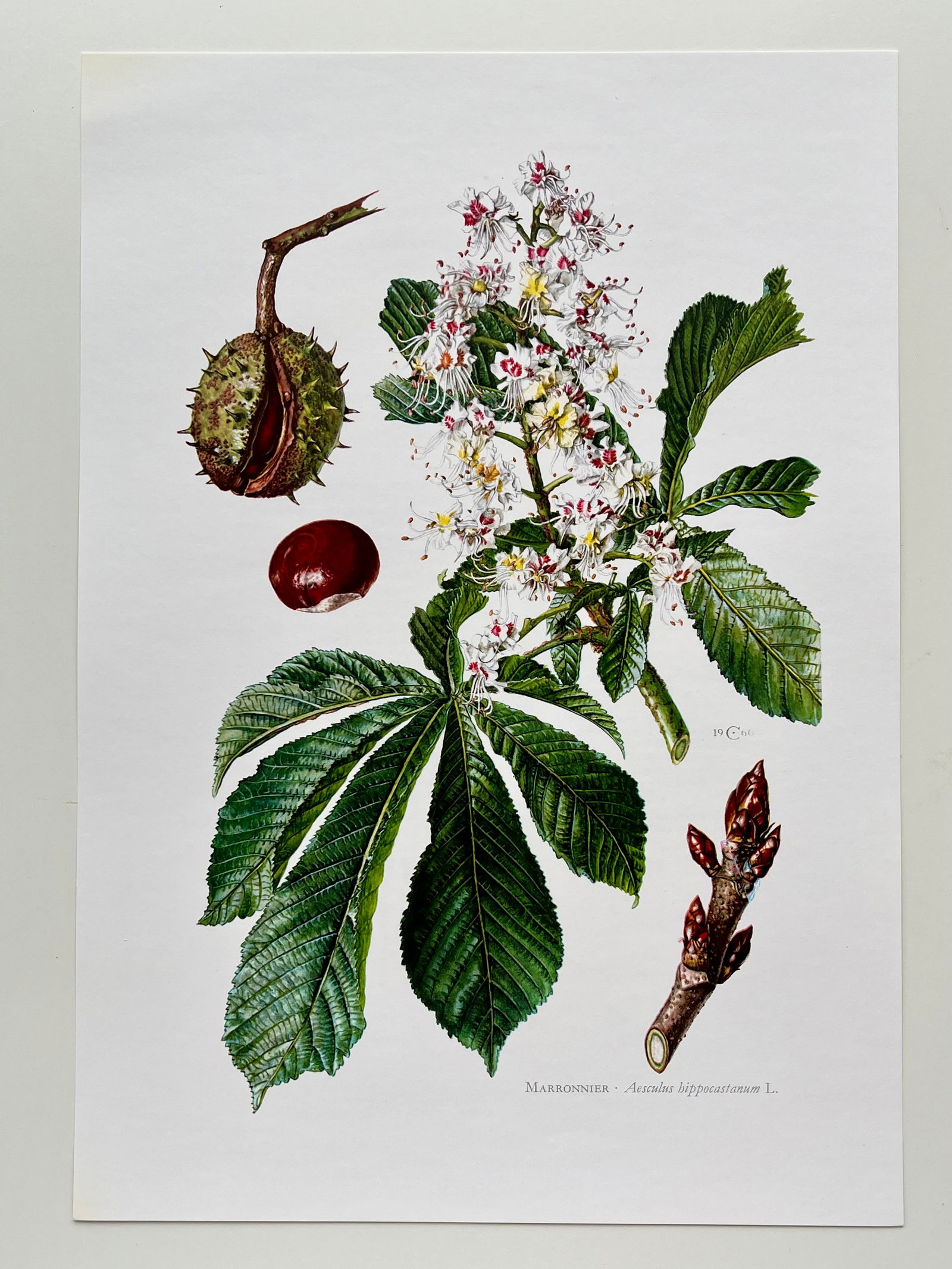 BOTANICAL PRINT - 2